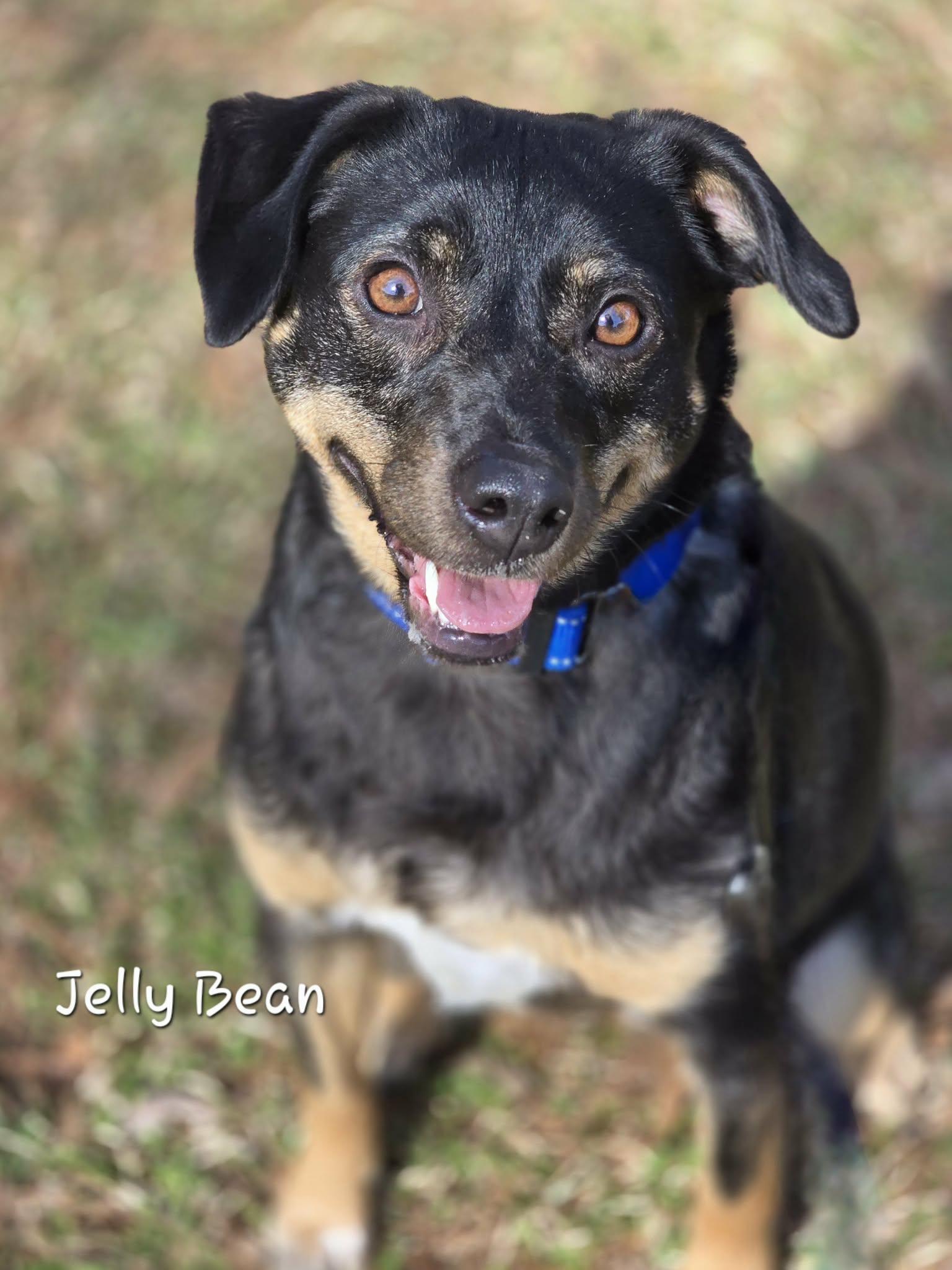 Enlarge Jelly Bean, a ADOPTABLE mixed breed in Bishop, GA image 1/5