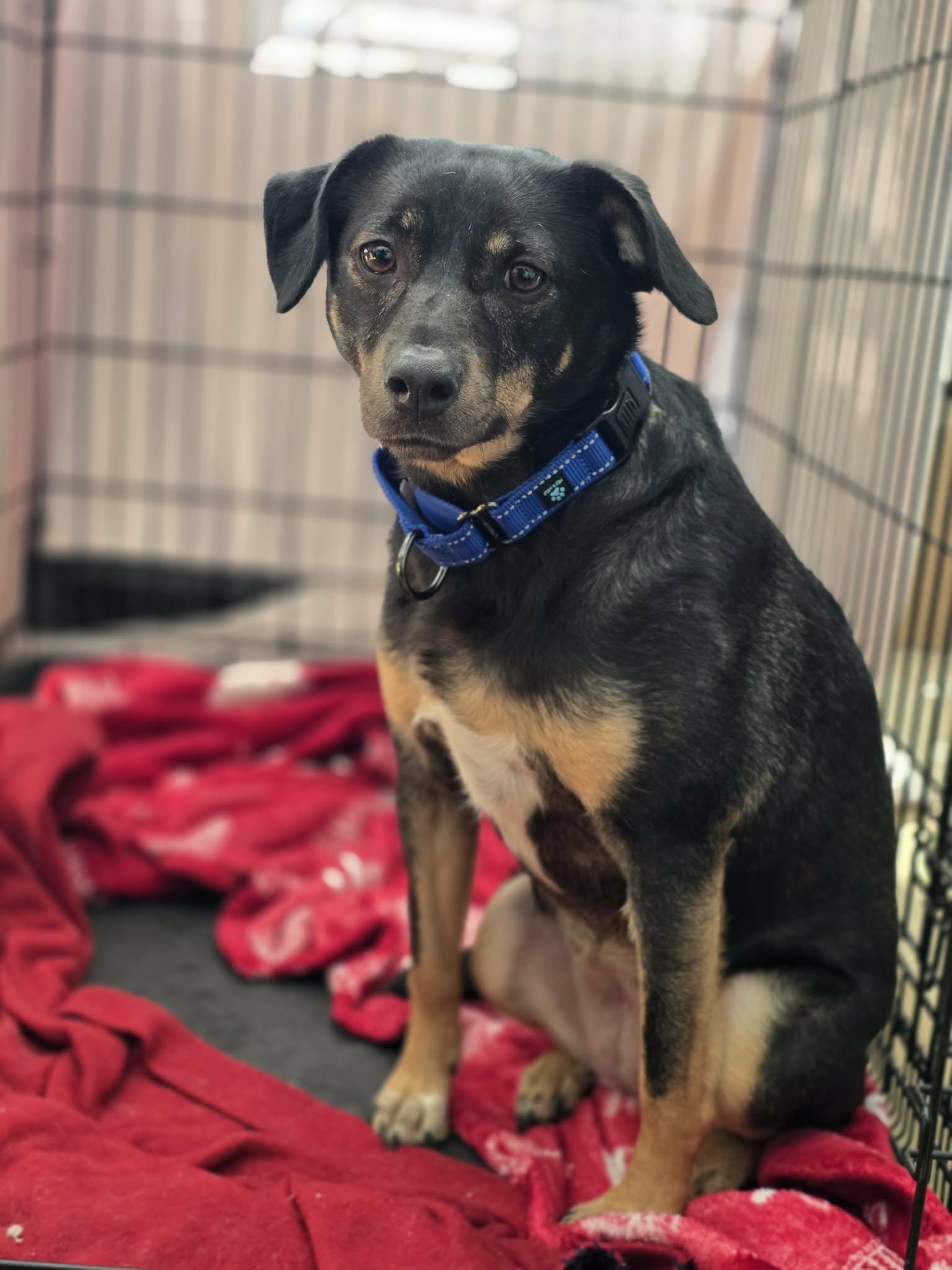 Enlarge Jelly Bean, a ADOPTABLE mixed breed in Bishop, GA image 4/5