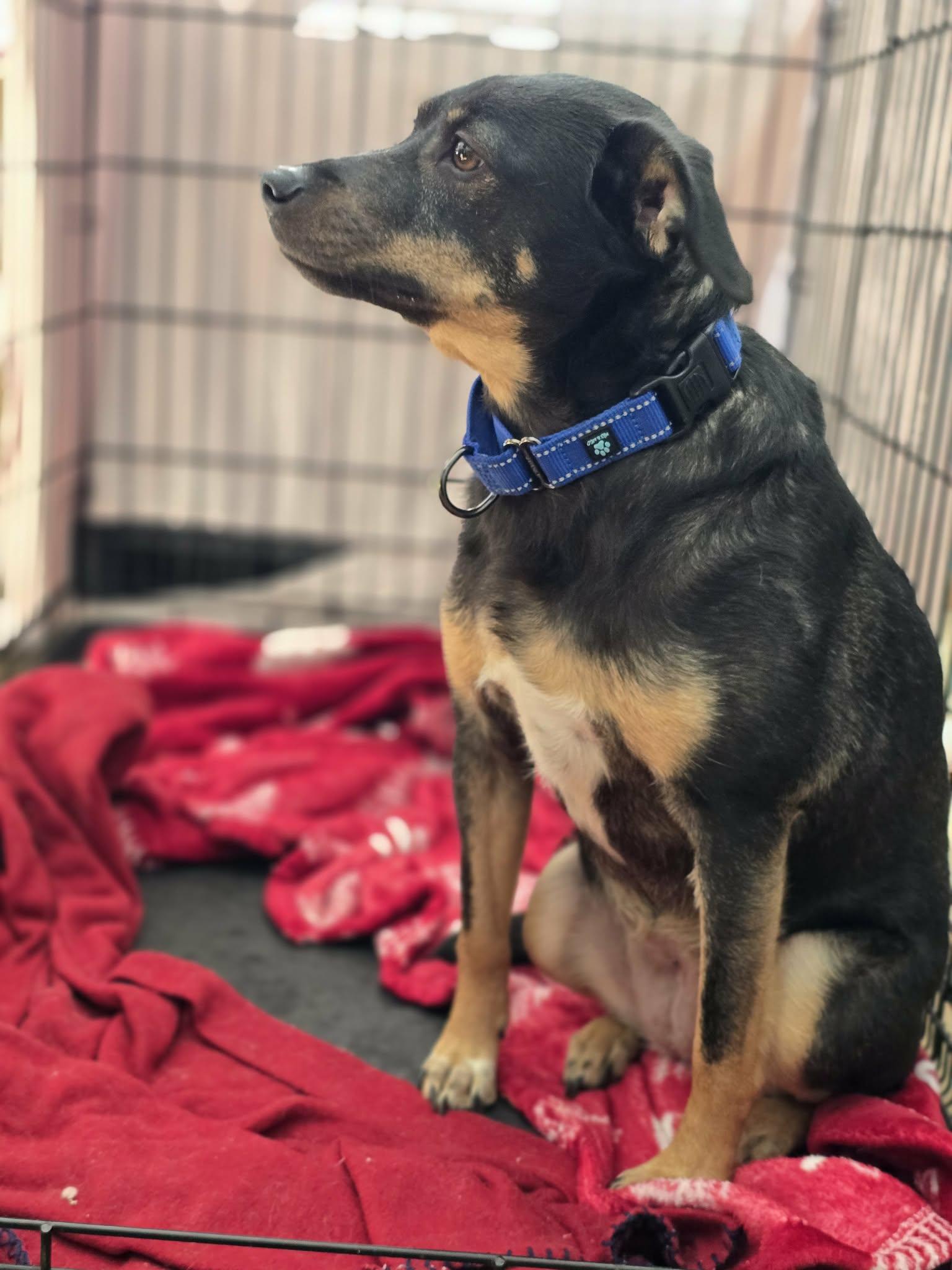 Enlarge Jelly Bean, a ADOPTABLE mixed breed in Bishop, GA image 5/5