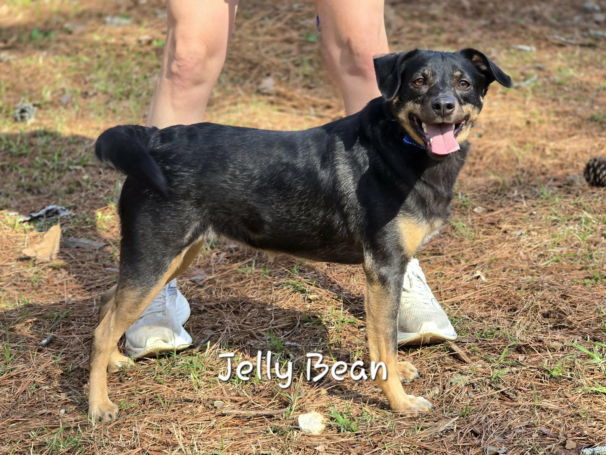 Enlarge Jelly Bean, a ADOPTABLE mixed breed in Bishop, GA image 3/5