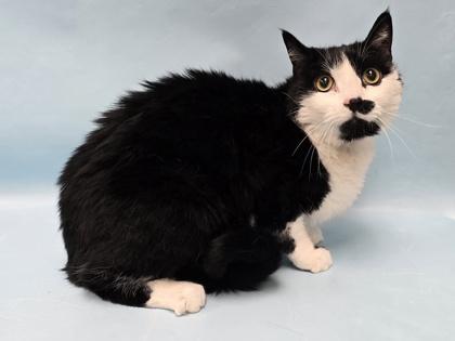 Sylvester, Adoptable, Senior Male Domestic Short Hair.
