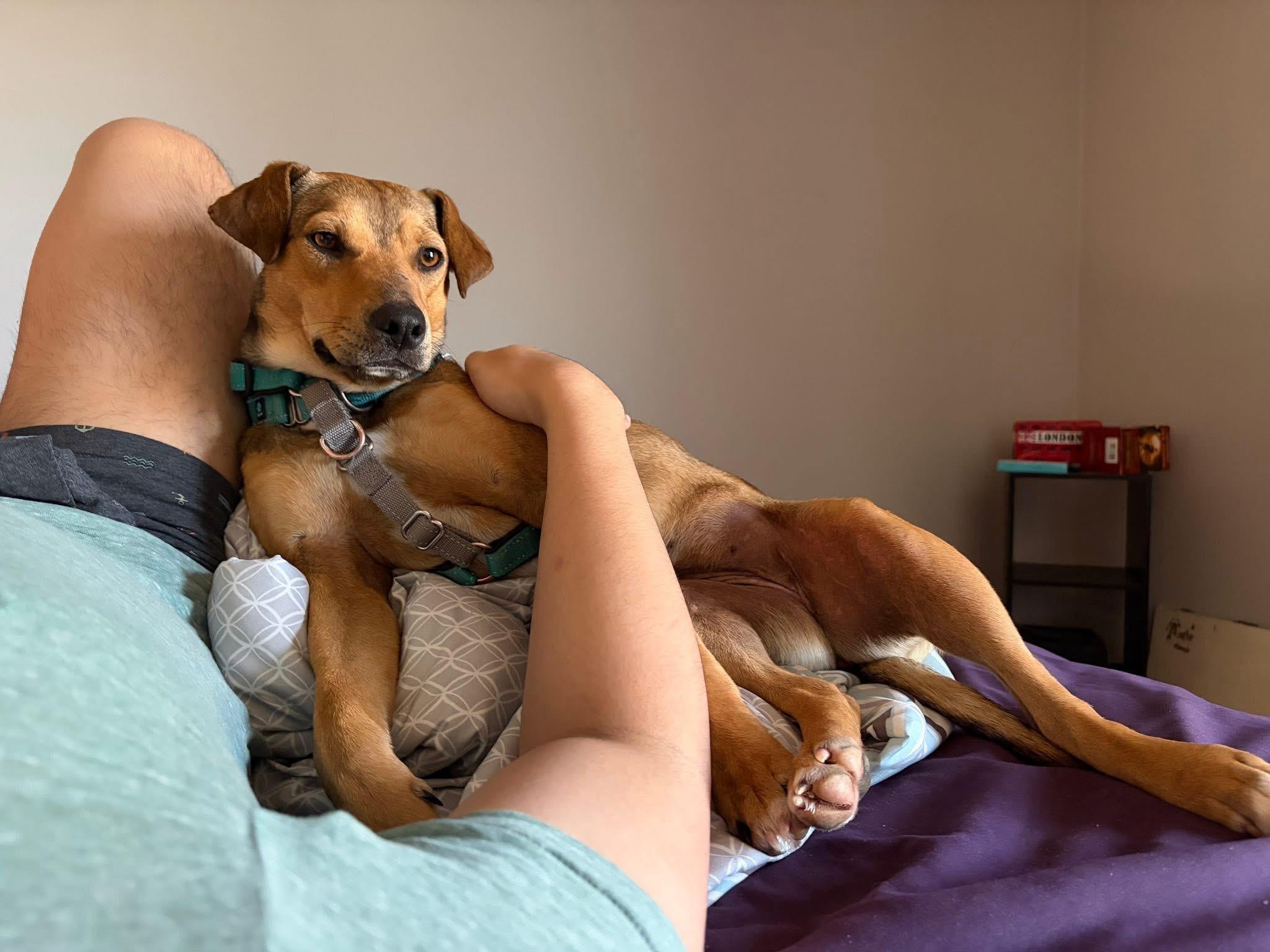 Wiley, a ADOPTABLE Mixed Breed in Columbia, MO image 3/5