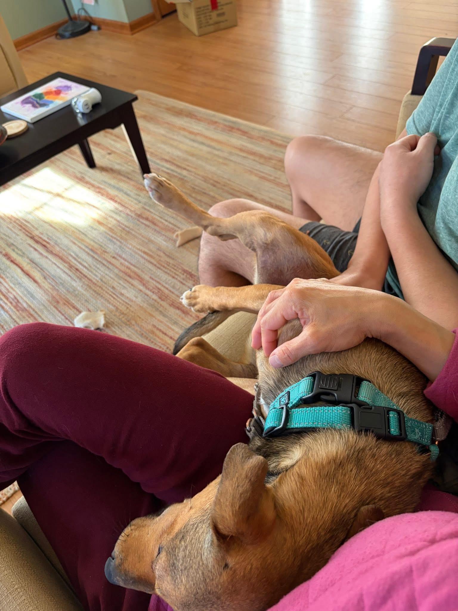 Wiley, a ADOPTABLE Mixed Breed in Columbia, MO image 5/5