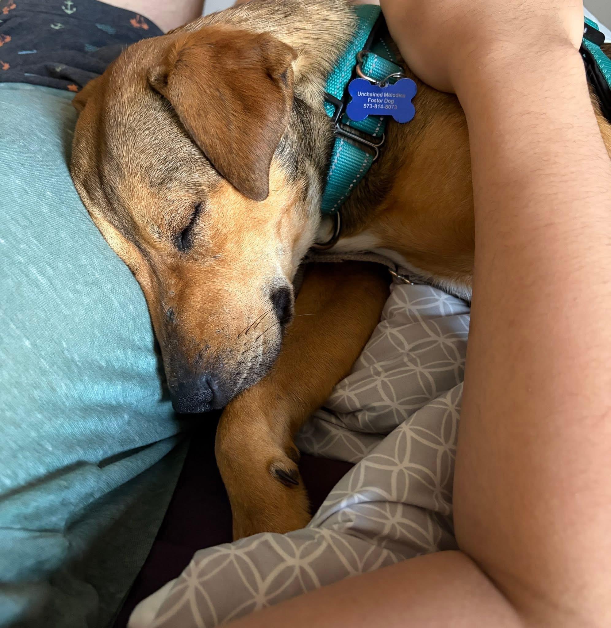 Wiley, a ADOPTABLE Mixed Breed in Columbia, MO image 4/5