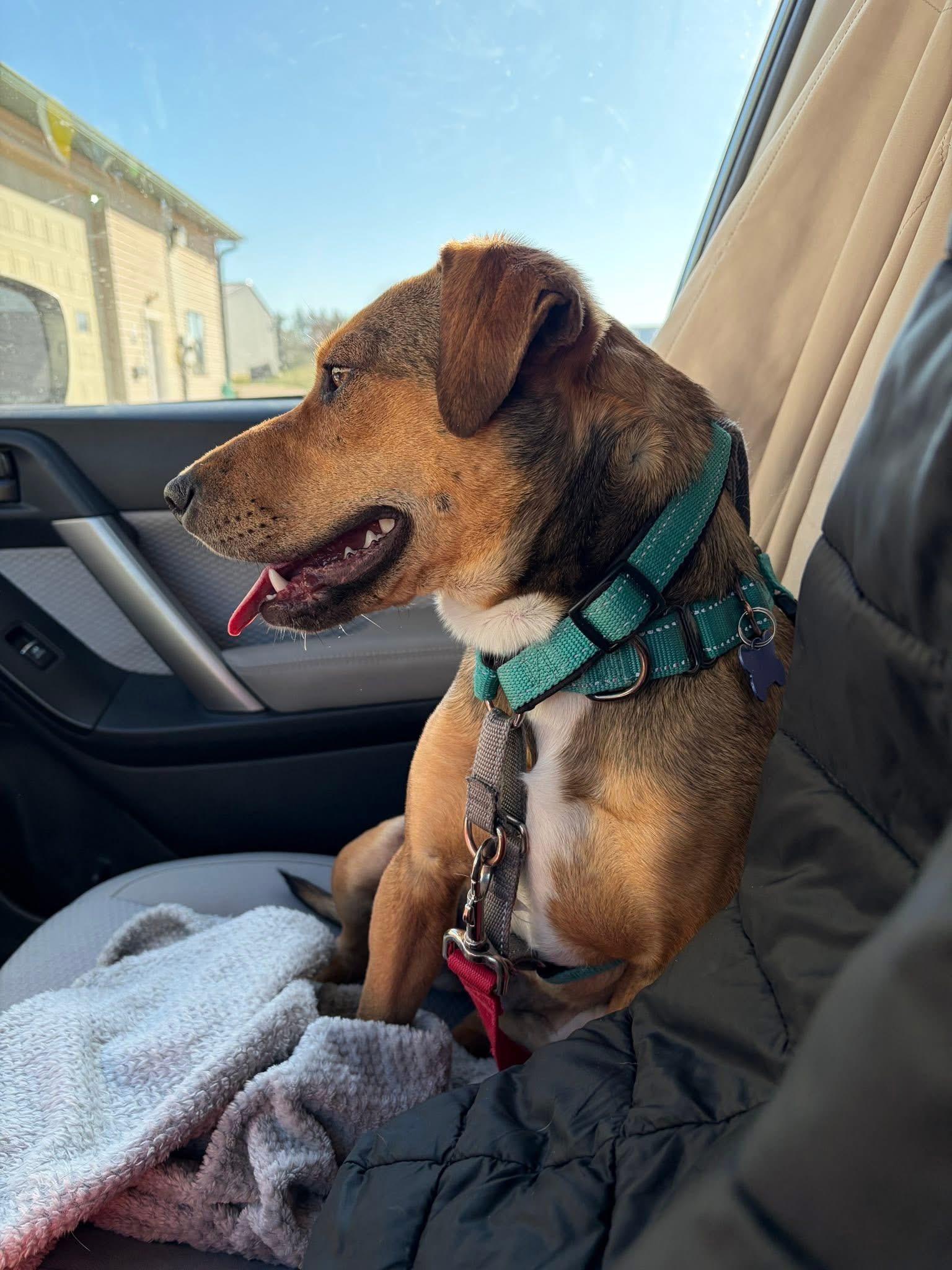 Wiley, a ADOPTABLE Mixed Breed in Columbia, MO image 2/5