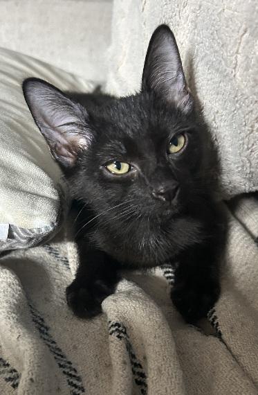 Quentin, a ADOPTABLE Domestic Short Hair in Flushing, NY image 5/6