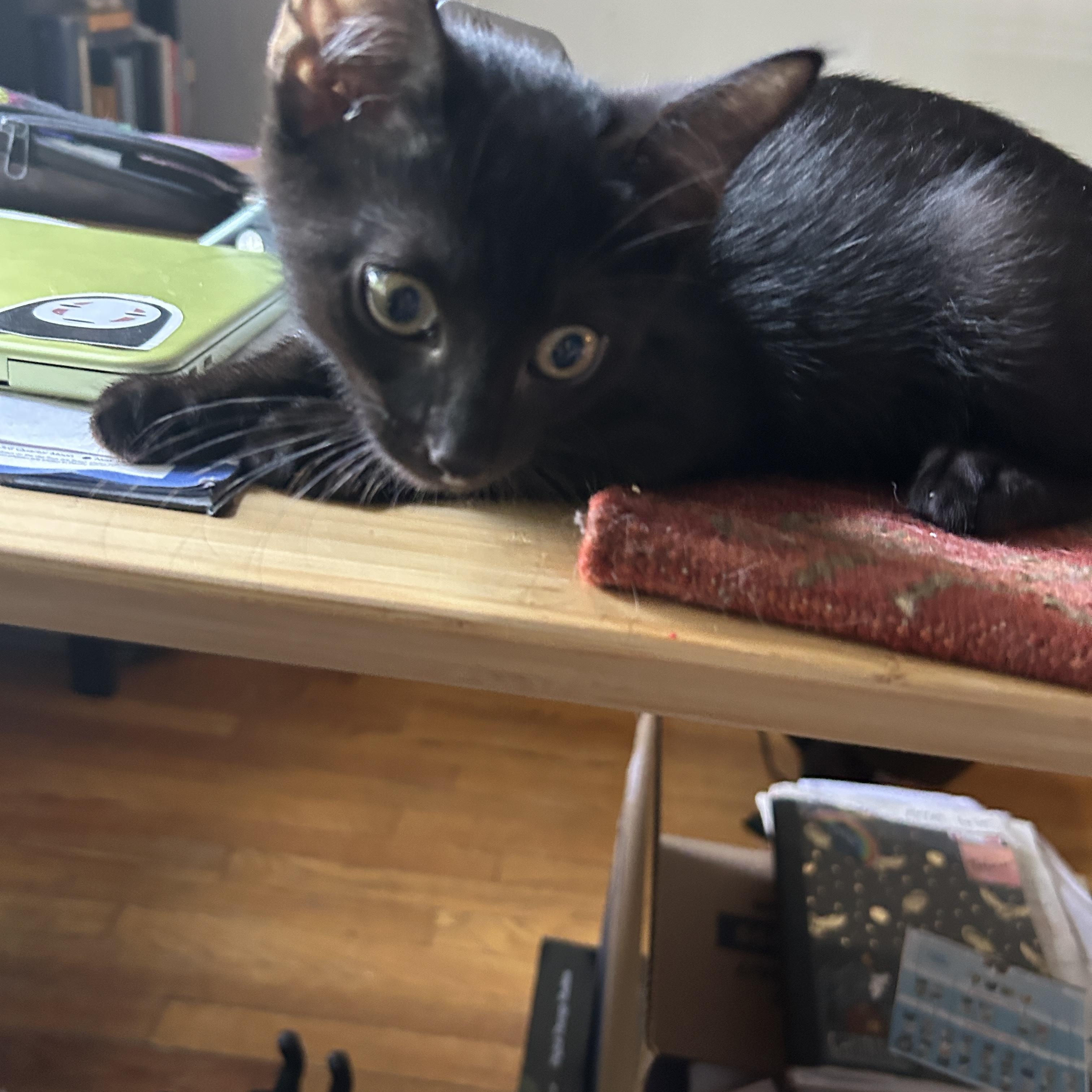 Quentin, a ADOPTABLE Domestic Short Hair in Flushing, NY image 6/6