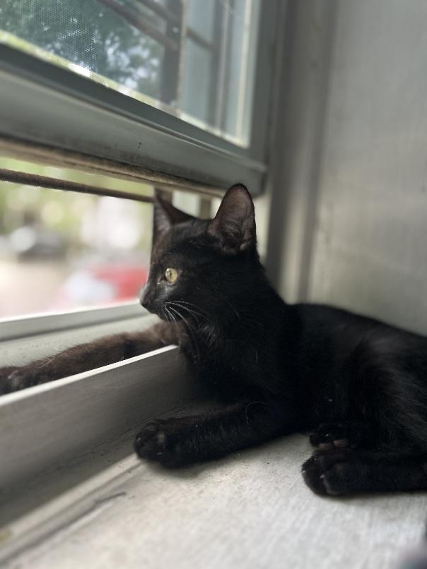 Quentin, a ADOPTABLE Domestic Short Hair in Flushing, NY image 2/6
