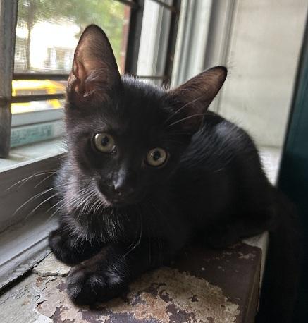 Quentin, ADOPTABLE, Kitten Male Domestic Short Hair.