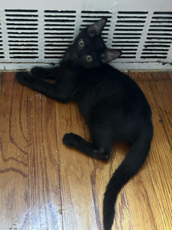 Quentin, a ADOPTABLE Domestic Short Hair in Flushing, NY image 3/6