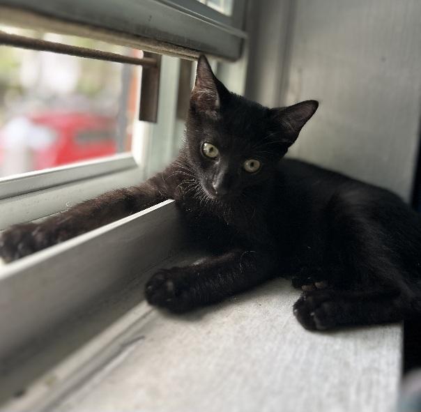 Quentin, a ADOPTABLE Domestic Short Hair in Flushing, NY image 4/6