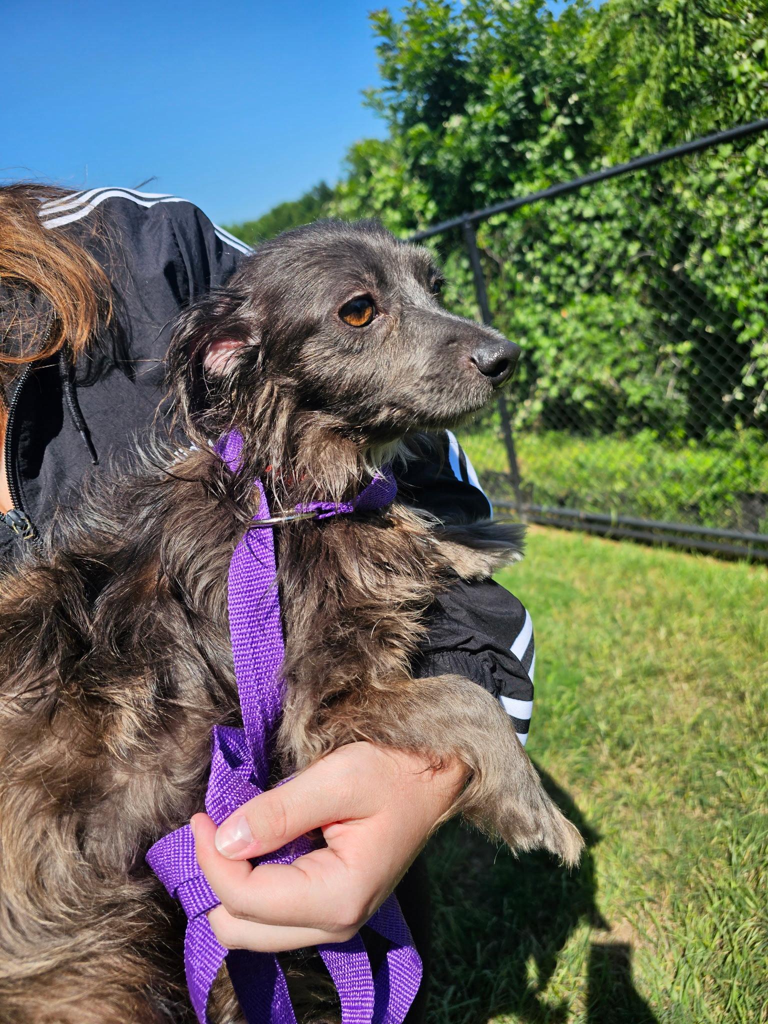 Halo, a Adoptable Dachshund in Austin, TX image 1/3