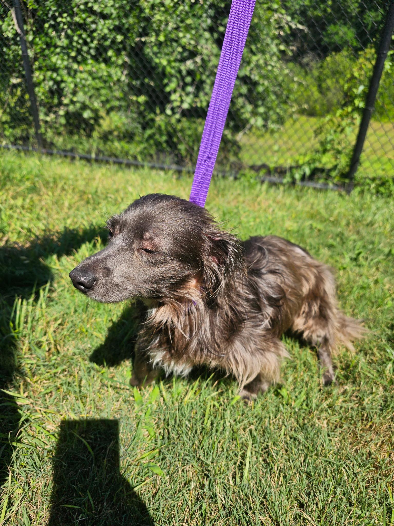 Halo, a Adoptable Dachshund in Austin, TX image 2/3