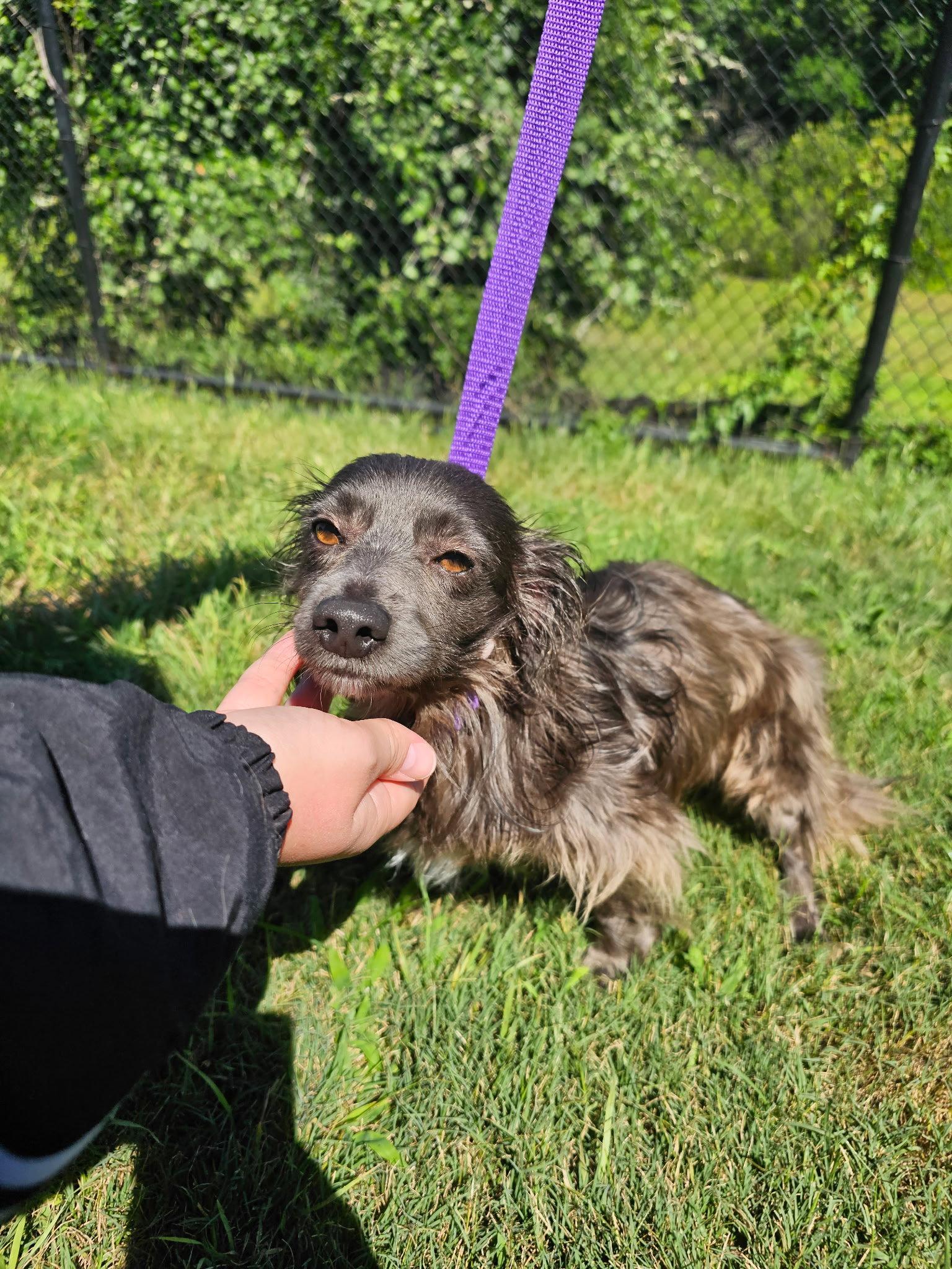 Halo, a Adoptable Dachshund in Austin, TX image 3/3