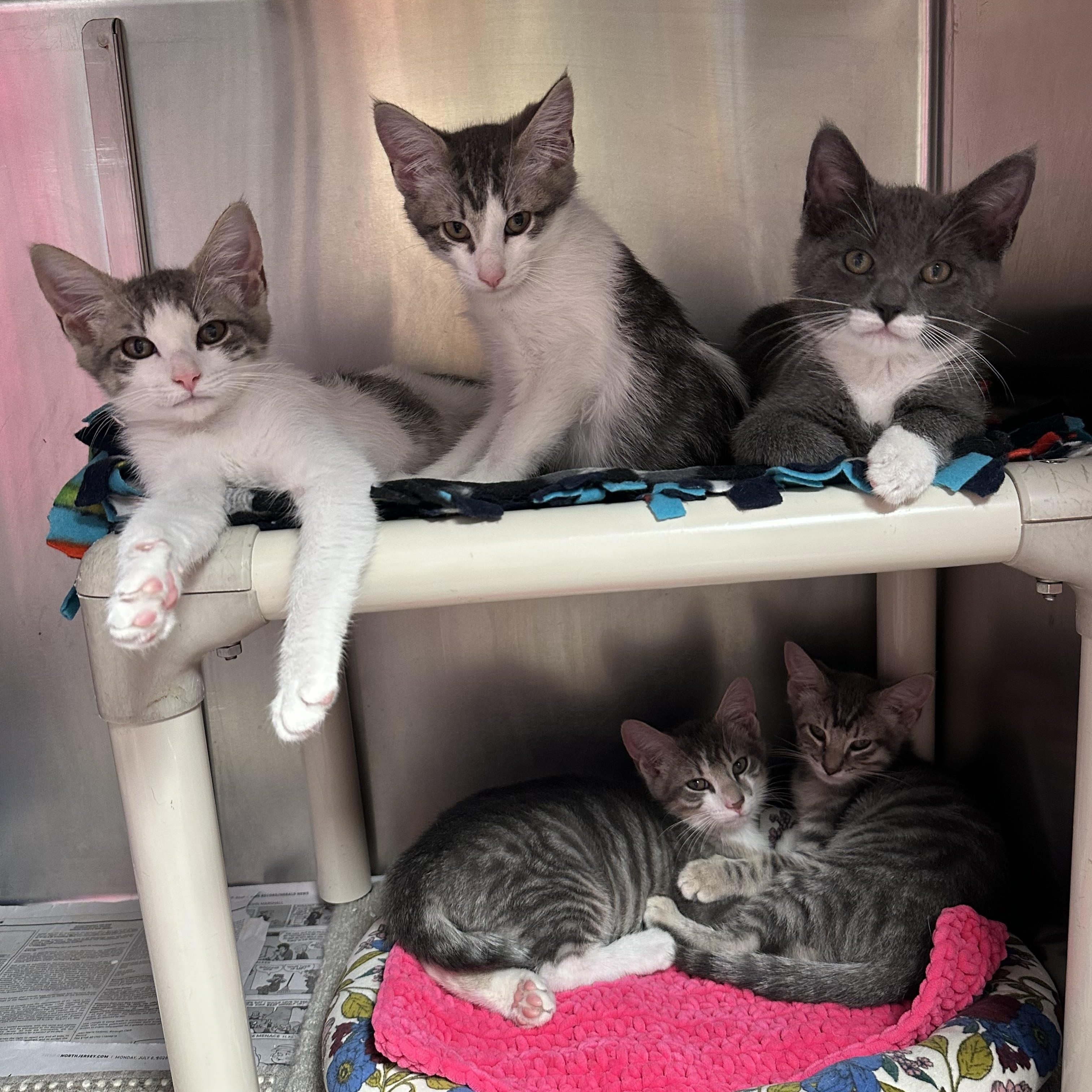H Crew, a ADOPTABLE Domestic Short Hair in Clifton, NJ image 2/4