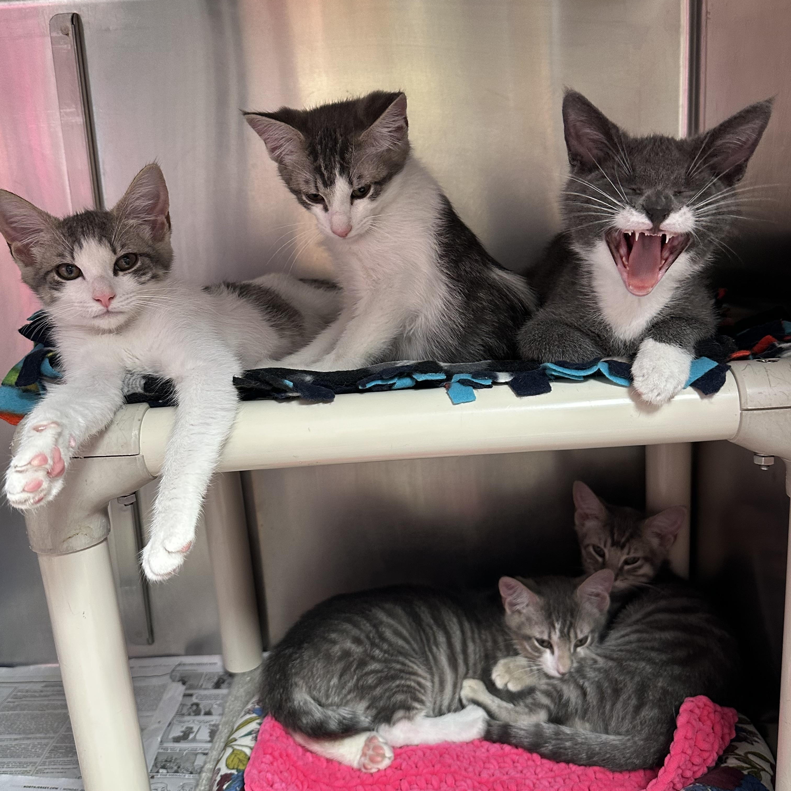 H Crew, a ADOPTABLE Domestic Short Hair in Clifton, NJ image 3/4
