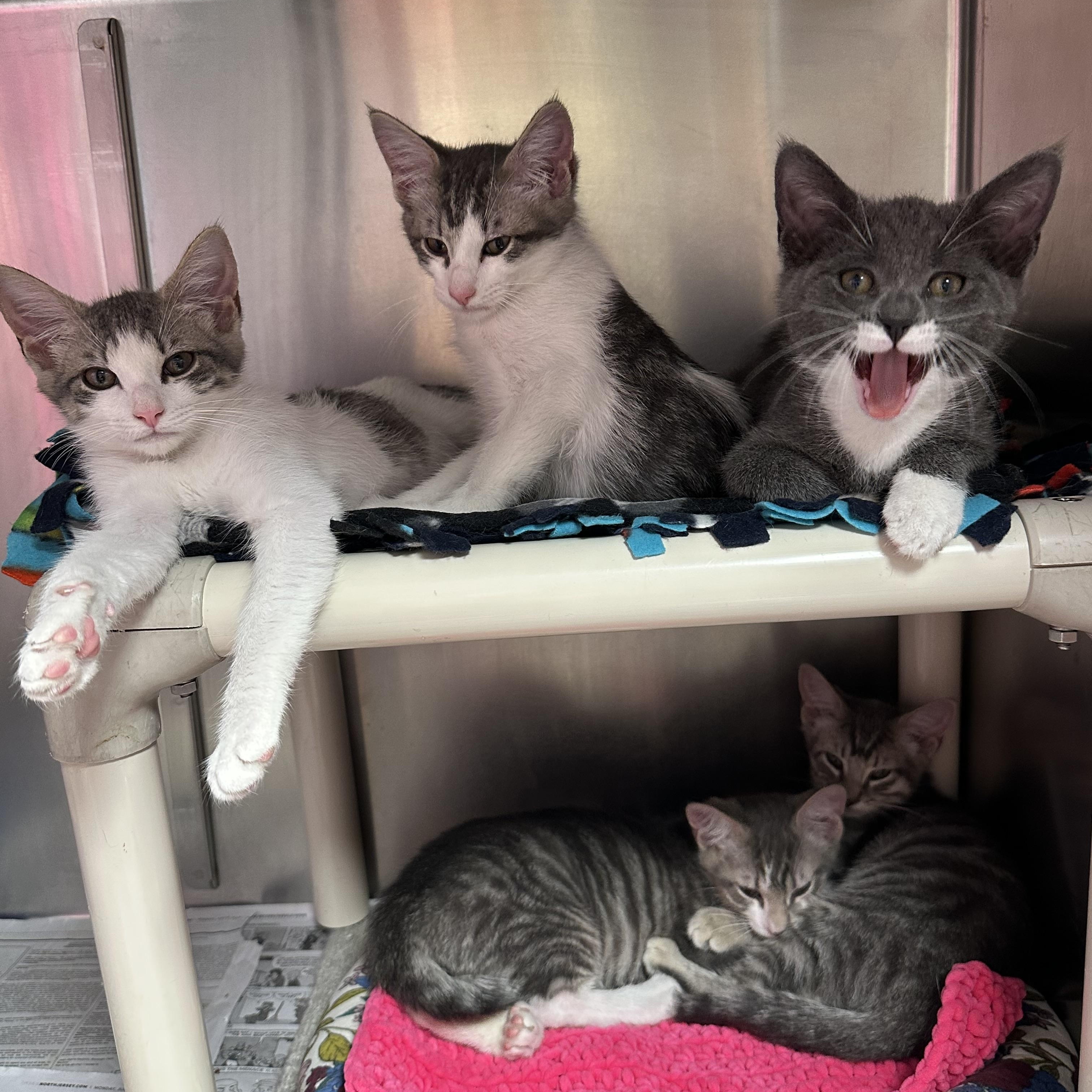 H Crew, a ADOPTABLE Domestic Short Hair in Clifton, NJ image 1/4