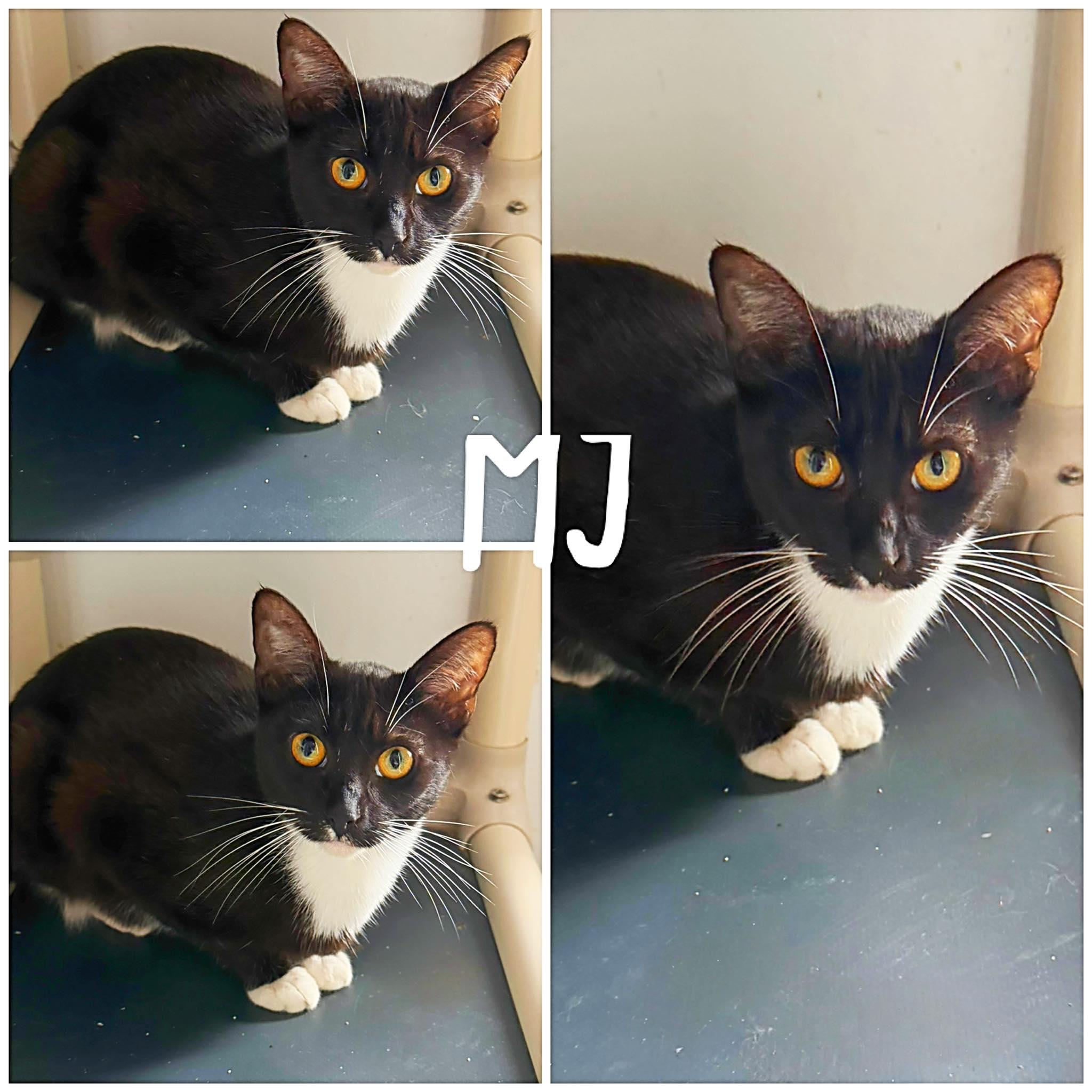 Enlarge MJ, a ADOPTABLE Domestic Short Hair in Saint James, MO image 1/2