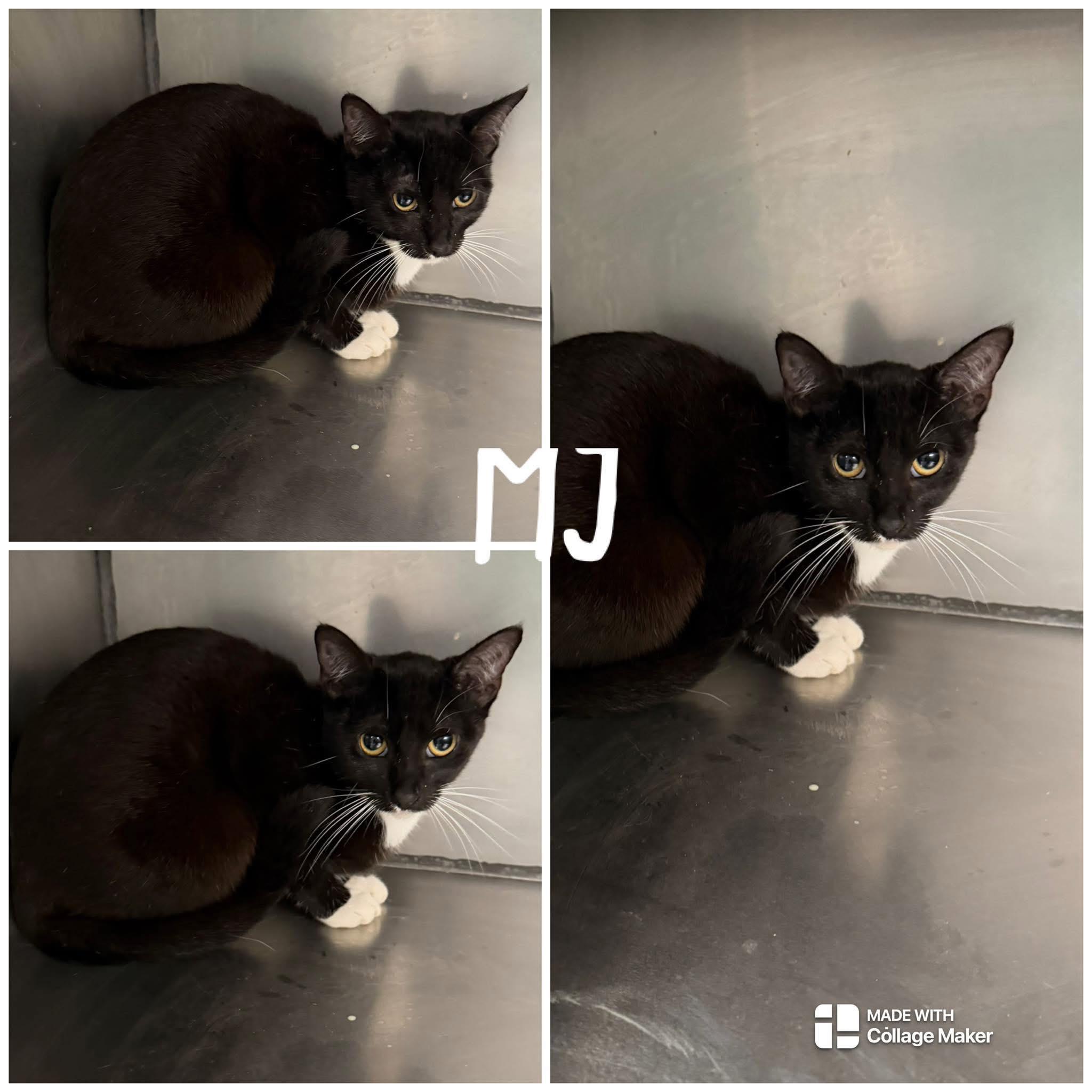 Enlarge MJ, a ADOPTABLE Domestic Short Hair in Saint James, MO image 2/2