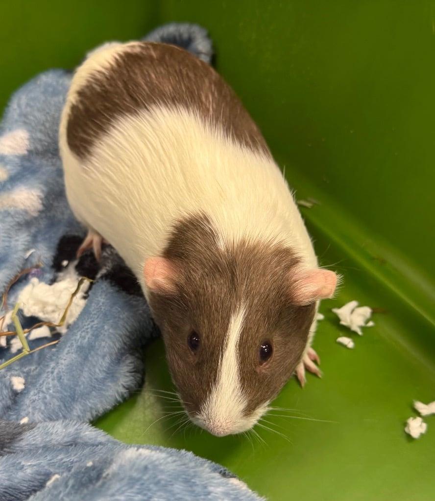 Enlarge The Thing, a Adoptable Guinea Pig in Ceres, VA image 1/1