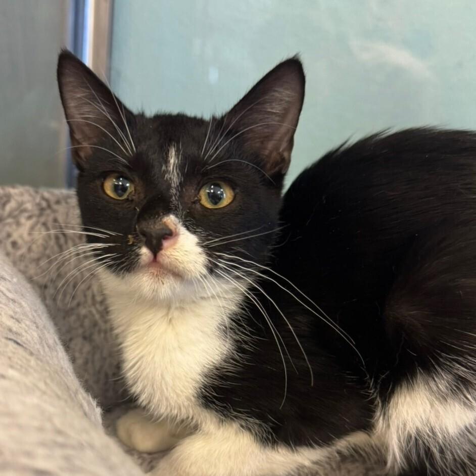 Colonel Mustard, Adoptable, Kitten Male Domestic Short Hair.