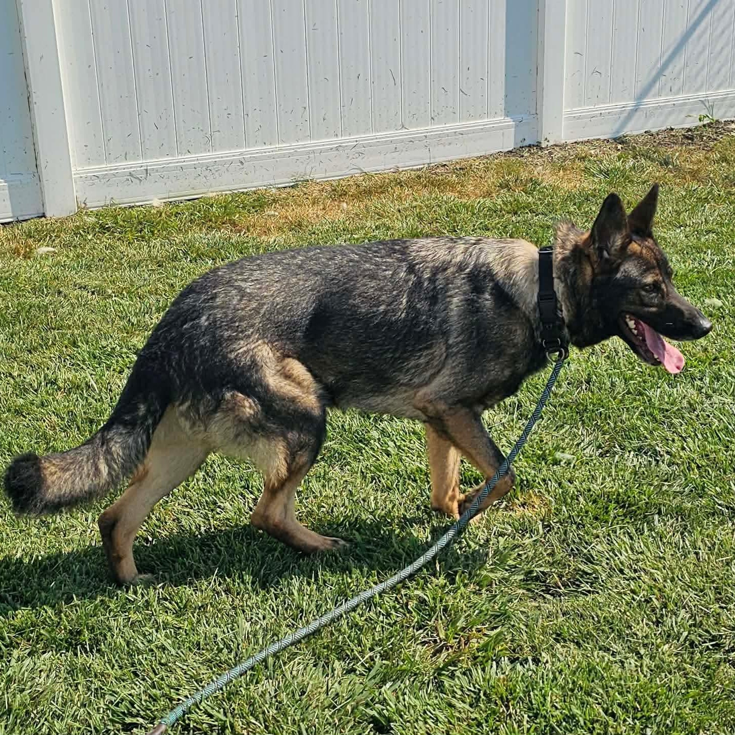 Enlarge Eugene, a ADOPTABLE German Shepherd Dog in Minooka, IL image 4/5