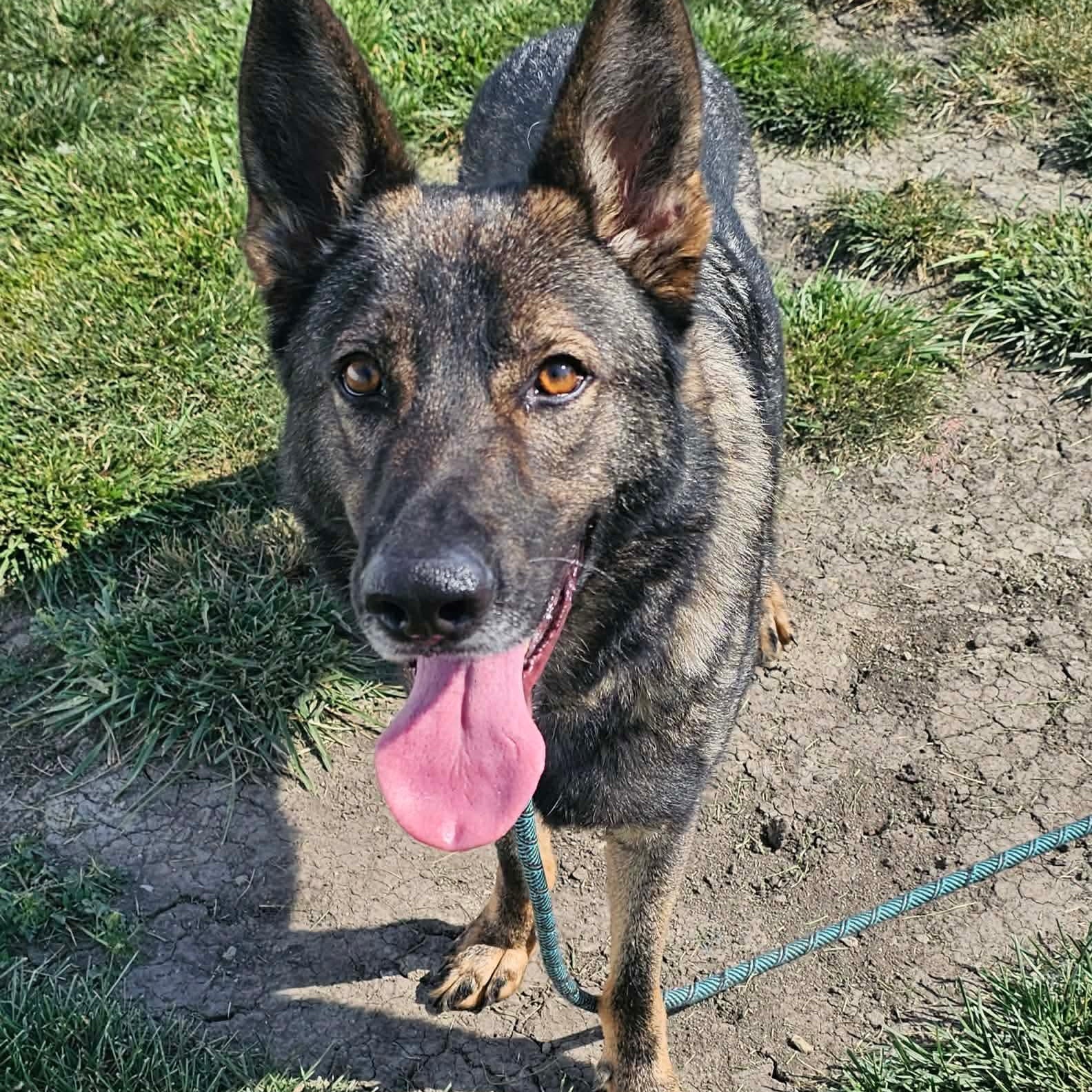 Eugene, ADOPTABLE, Young Male German Shepherd Dog.