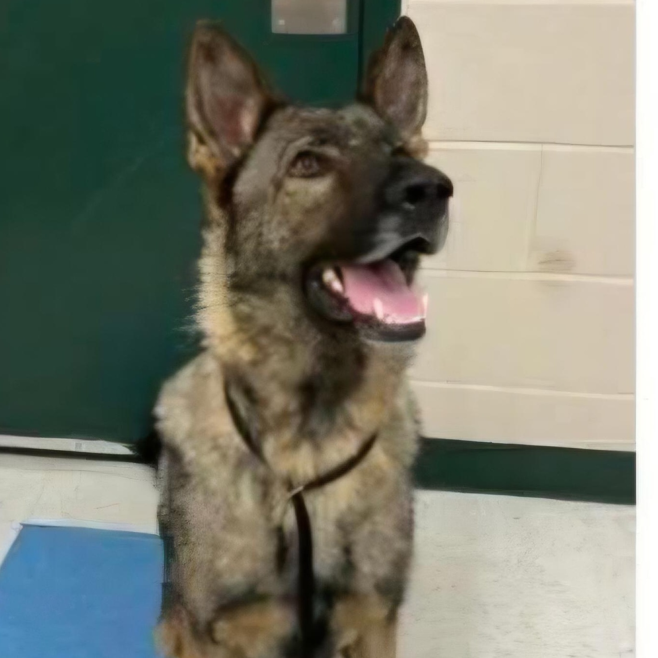 Enlarge Eugene, a ADOPTABLE German Shepherd Dog in Minooka, IL image 2/5