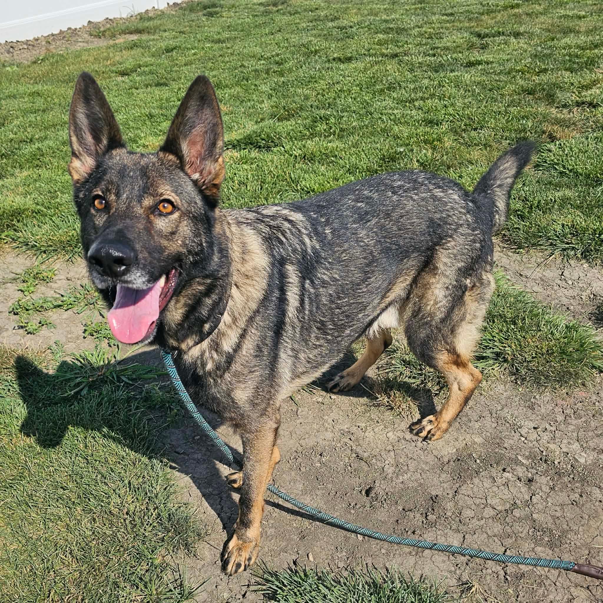 Enlarge Eugene, a ADOPTABLE German Shepherd Dog in Minooka, IL image 3/5