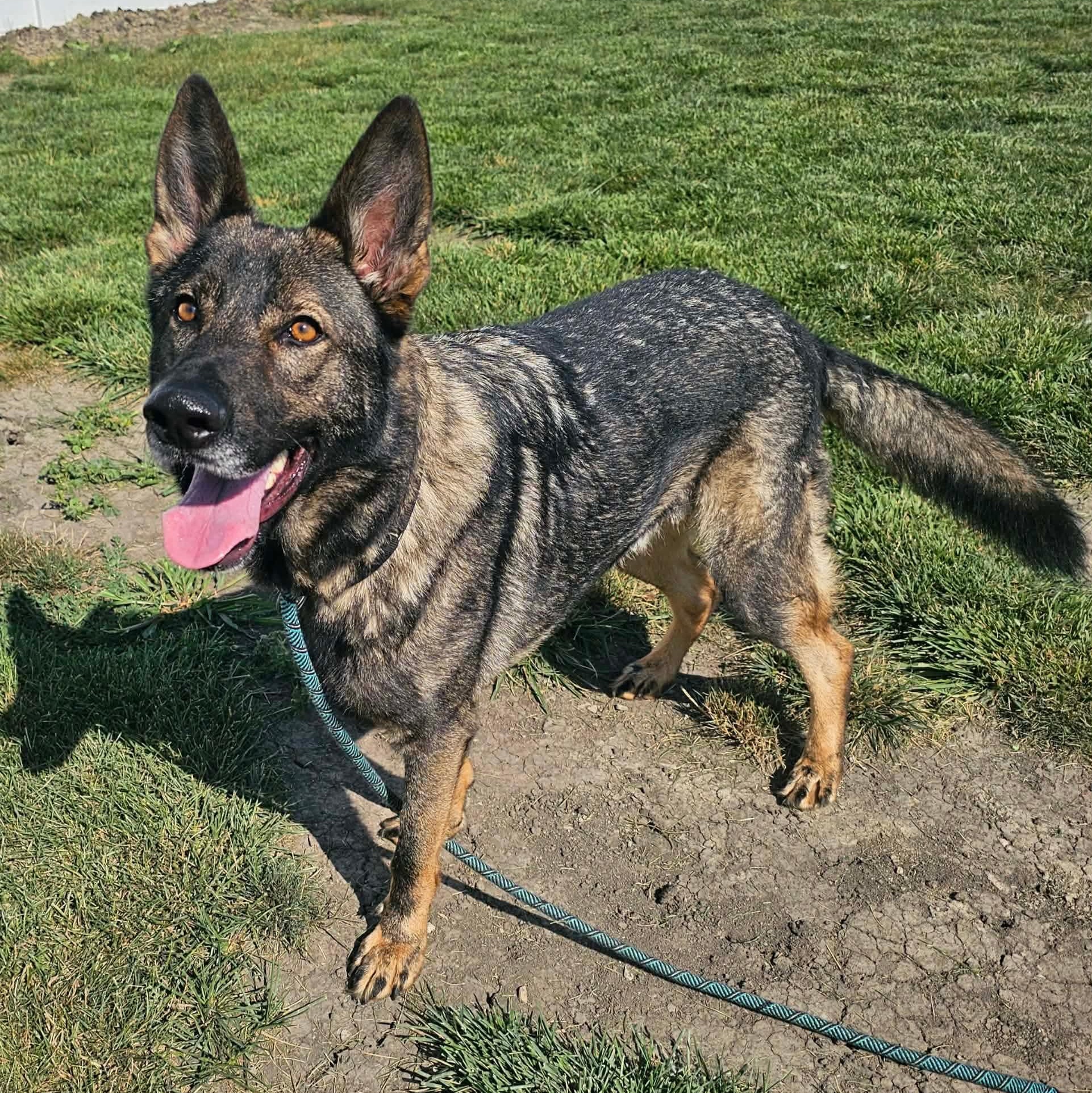 Enlarge Eugene, a ADOPTABLE German Shepherd Dog in Minooka, IL image 5/5