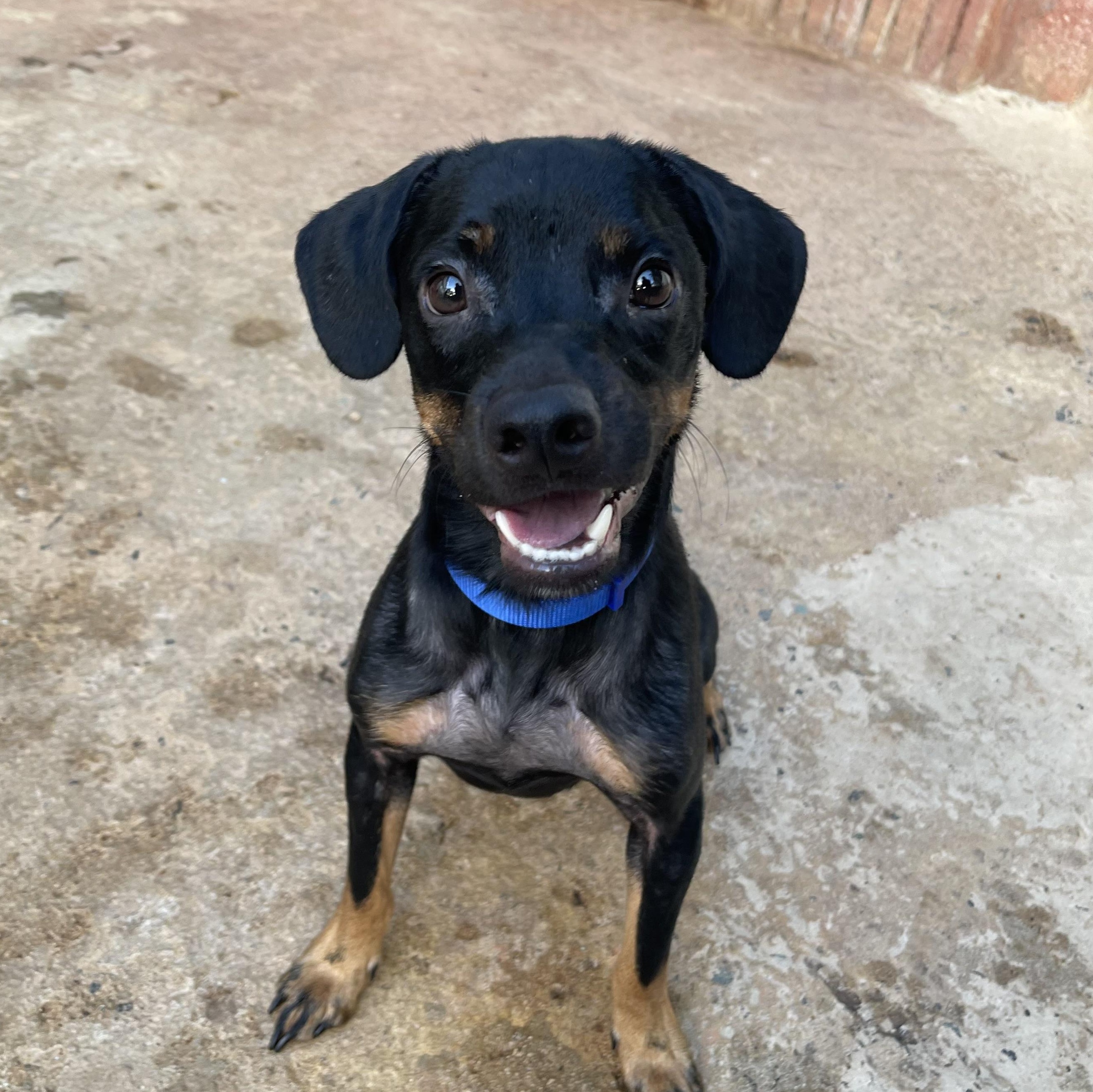 Enlarge Stack, a Adoptable mixed breed in San Juan, PR image 3/6