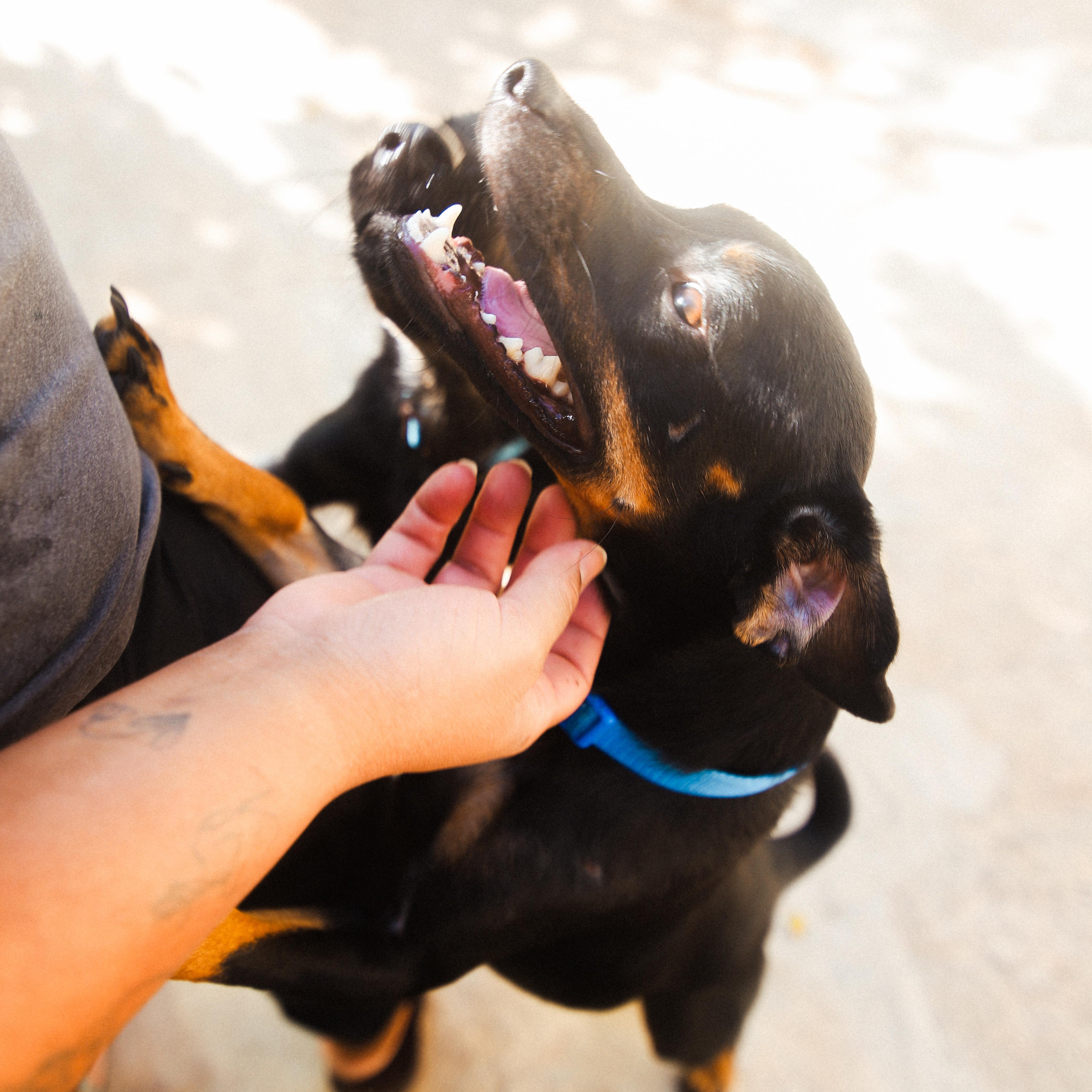 Enlarge Stack, a Adoptable mixed breed in San Juan, PR image 5/6
