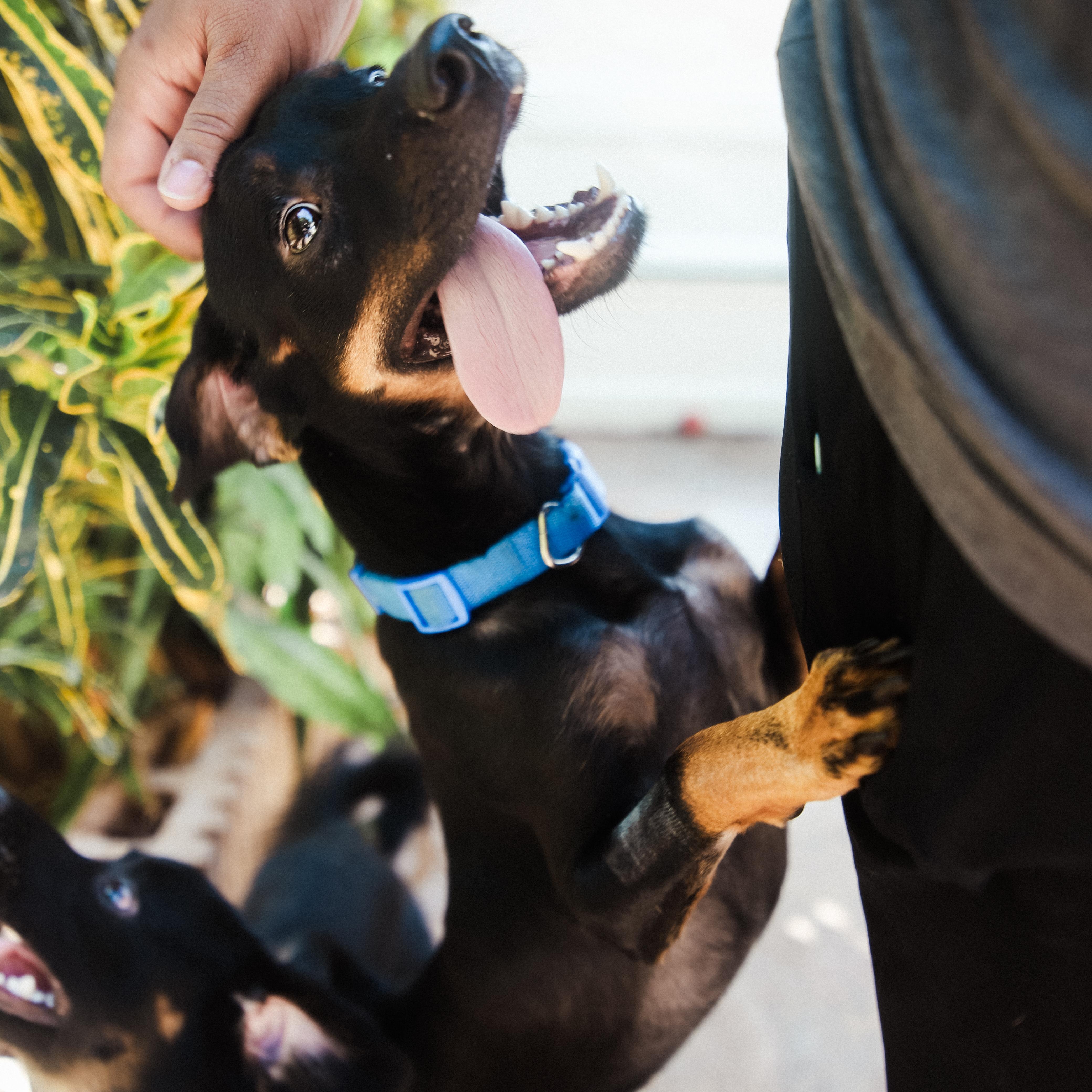 Enlarge Stack, a Adoptable mixed breed in San Juan, PR image 1/6