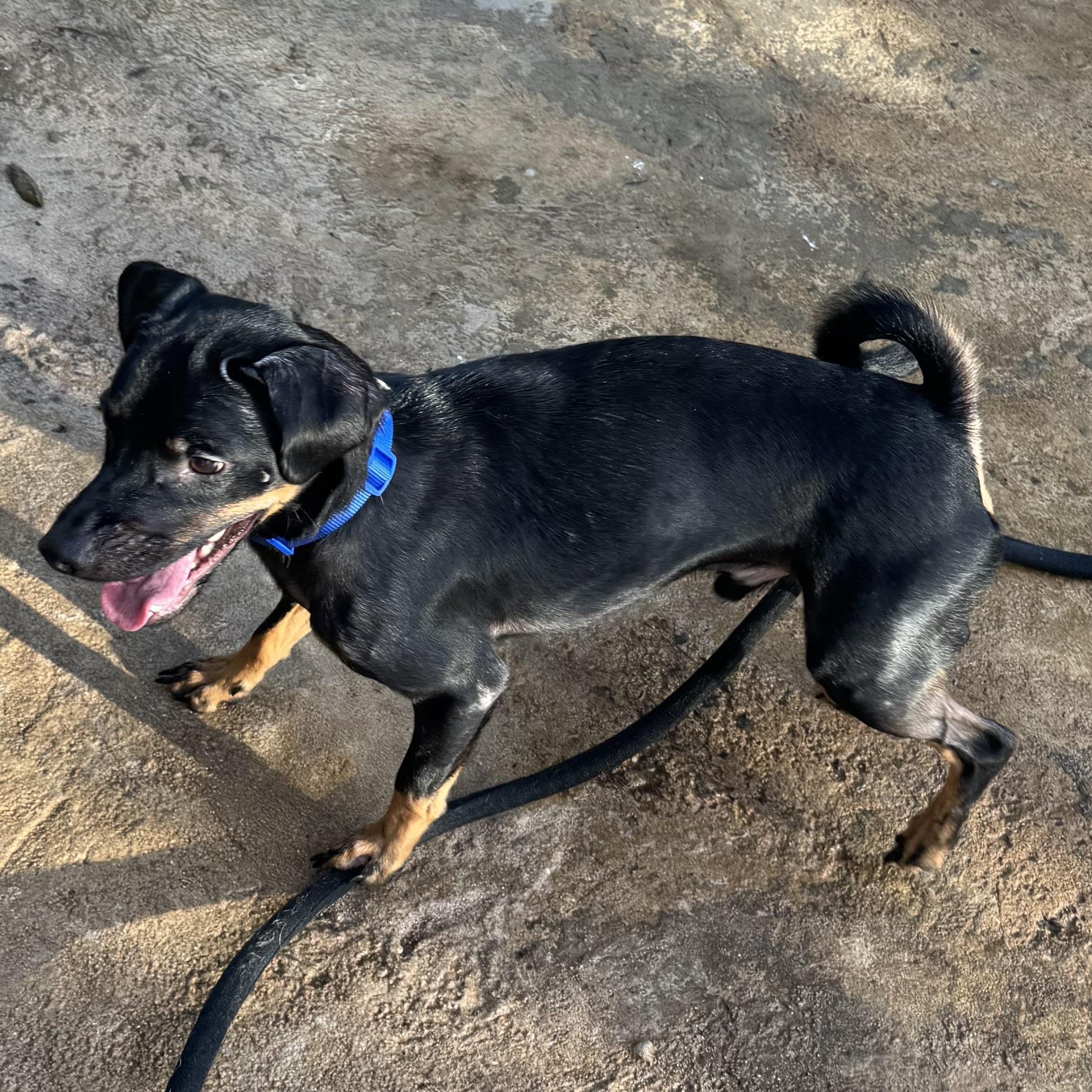 Enlarge Stack, a Adoptable mixed breed in San Juan, PR image 6/6