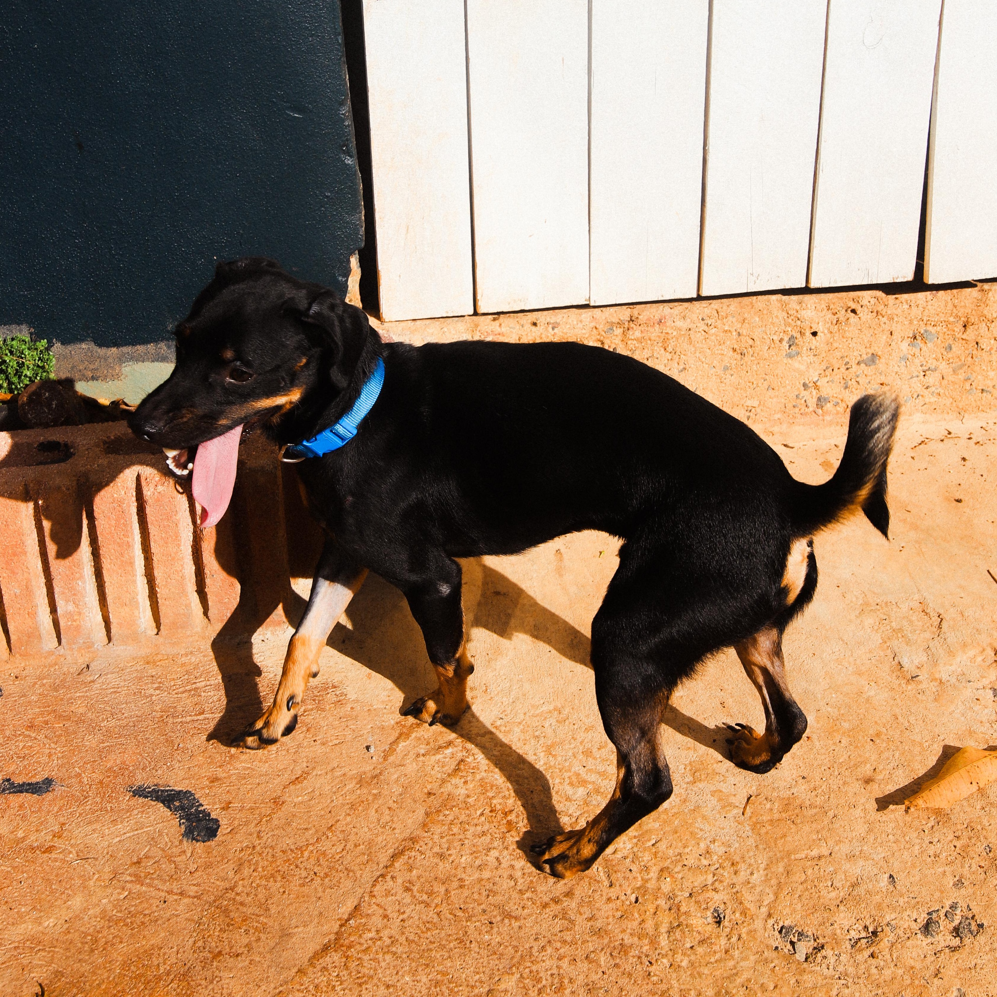 Enlarge Stack, a Adoptable mixed breed in San Juan, PR image 2/6