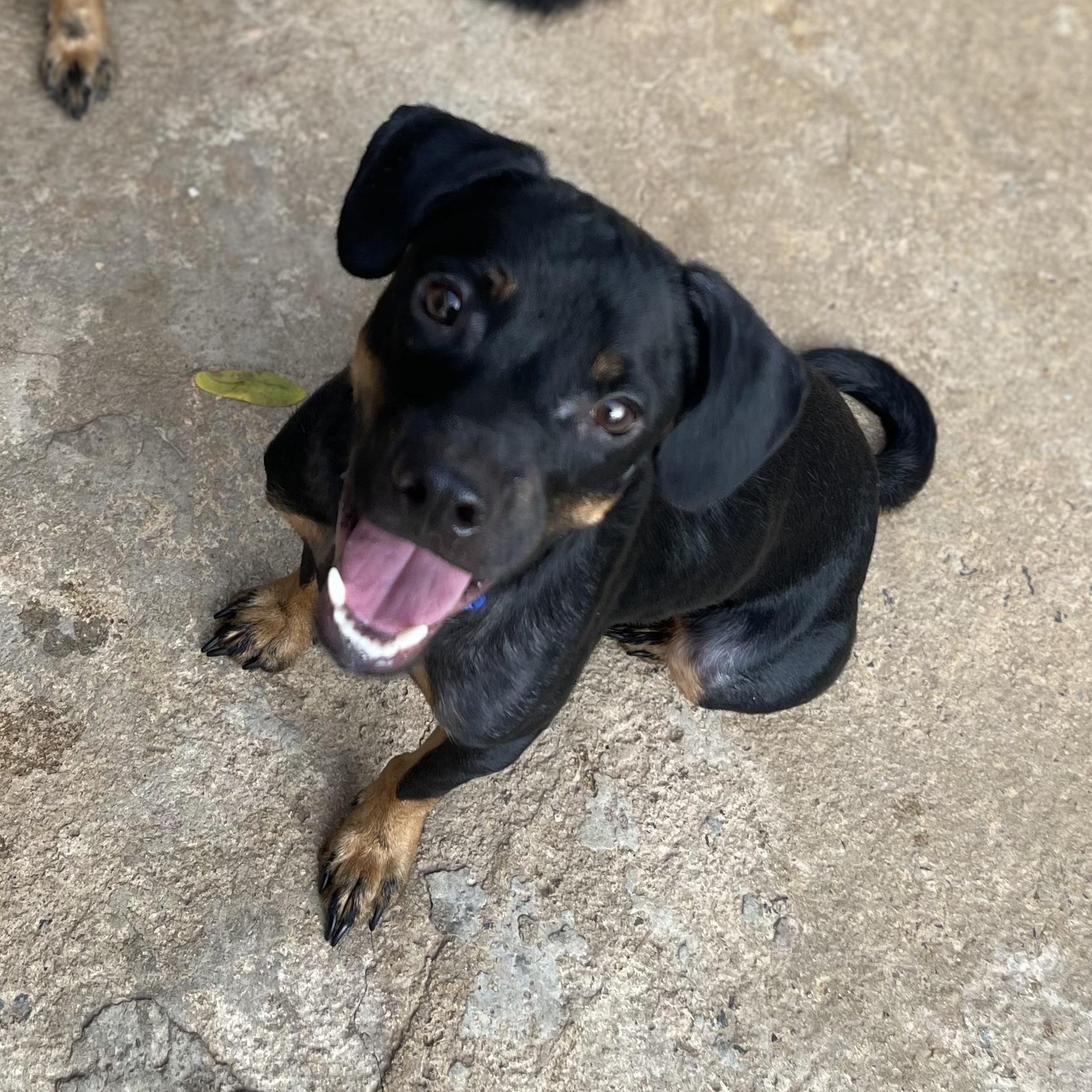 Enlarge Stack, a Adoptable mixed breed in San Juan, PR image 4/6
