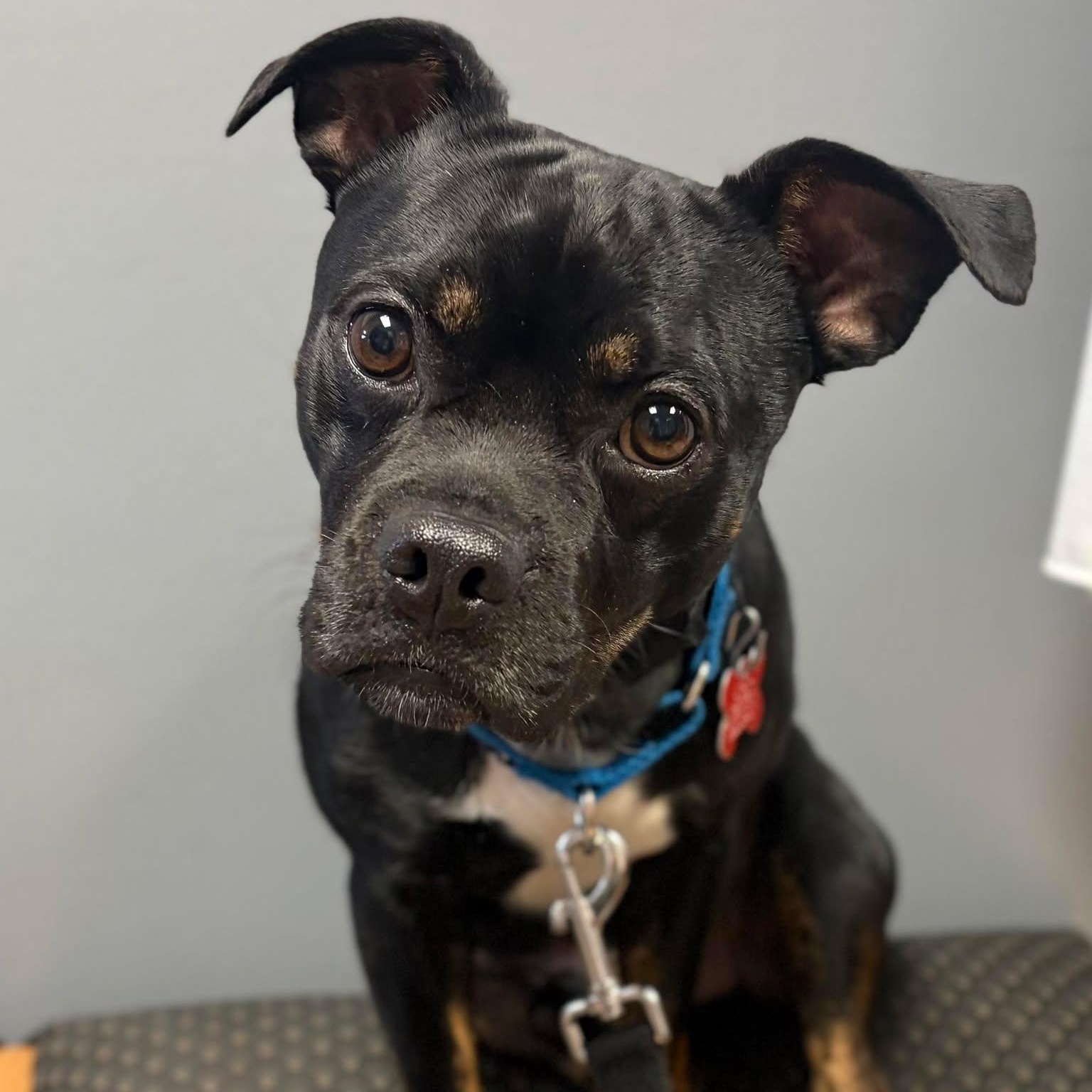 Max, ADOPTABLE, Adult Male Pug & Terrier.