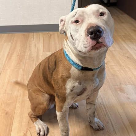 26-142, Adoptable, Puppy Male Pit Bull Terrier.