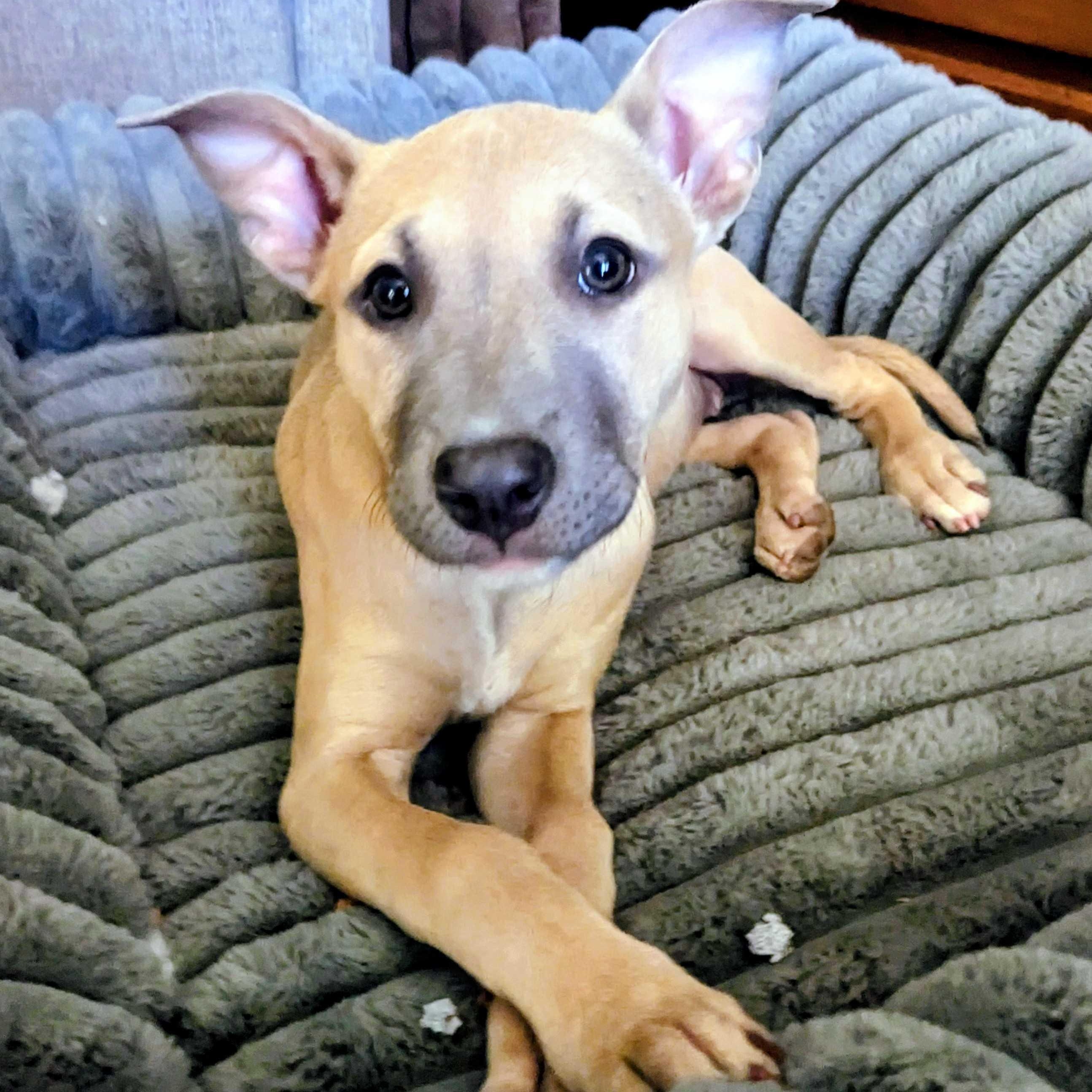 Enlarge Lemon, a Adoptable mixed breed in Portland, OR image 1/5