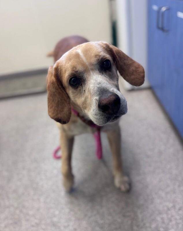 Beef Ravioli, Adoptable, Adult Male Hound & Labrador Retriever.