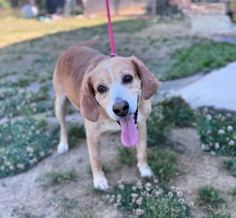 Beef Ravioli, a Adoptable mixed breed in Disputanta, VA image 2/3