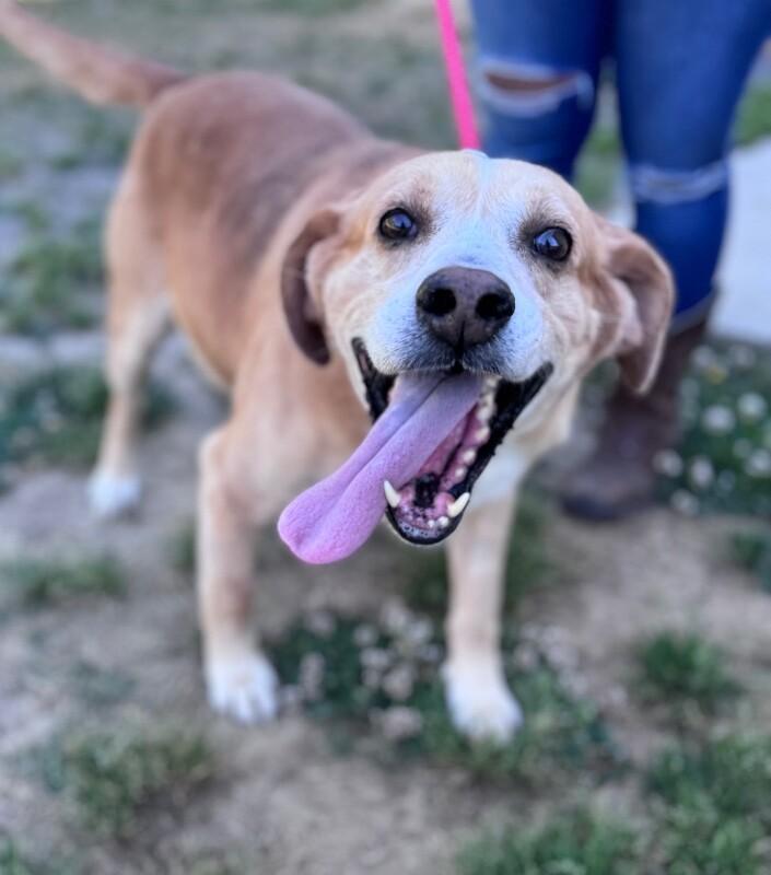 Beef Ravioli, a Adoptable mixed breed in Disputanta, VA image 3/3