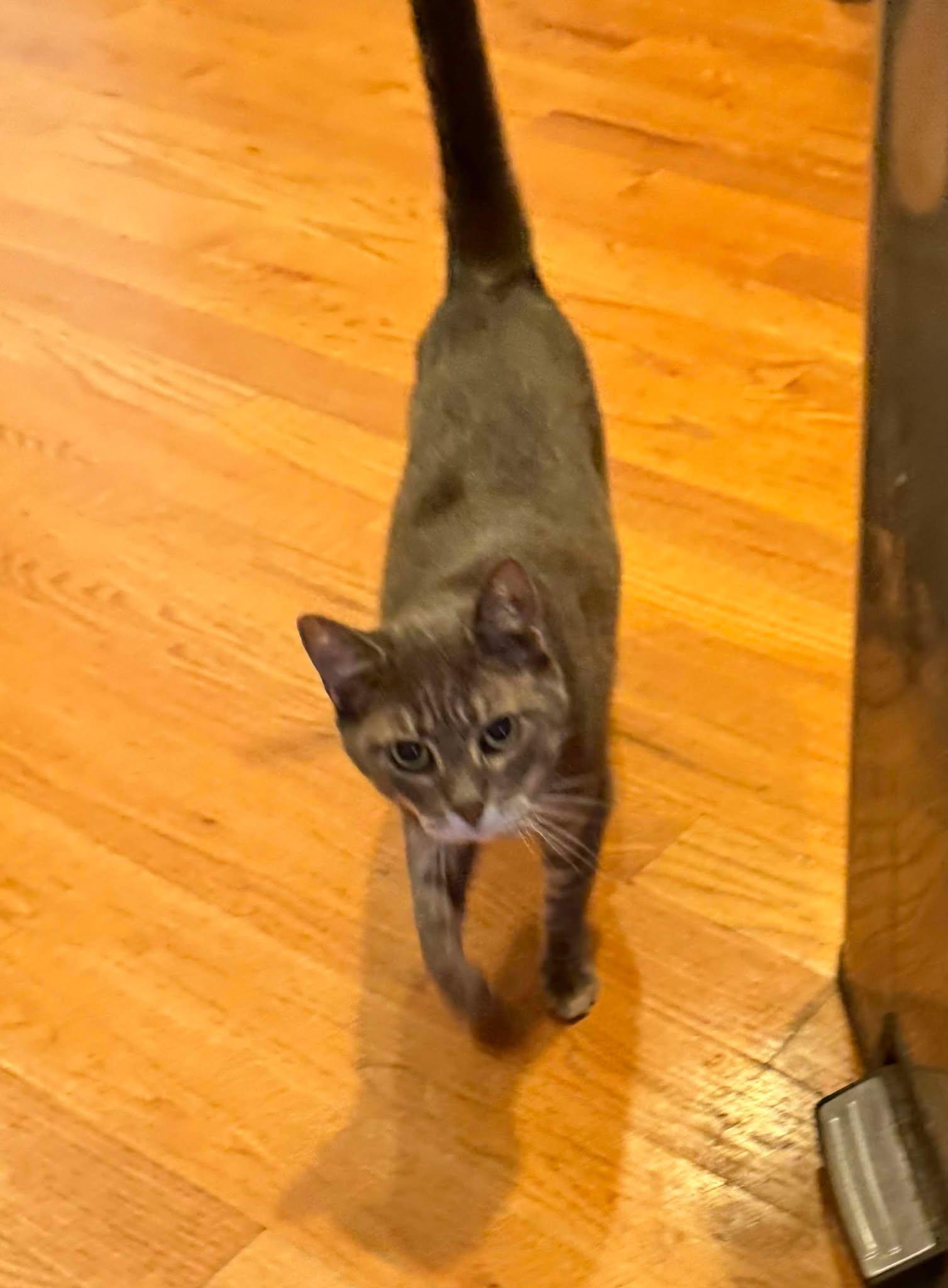 Enlarge Mimi 0436, a Adoptable Domestic Short Hair in Stephens City, VA image 1/1