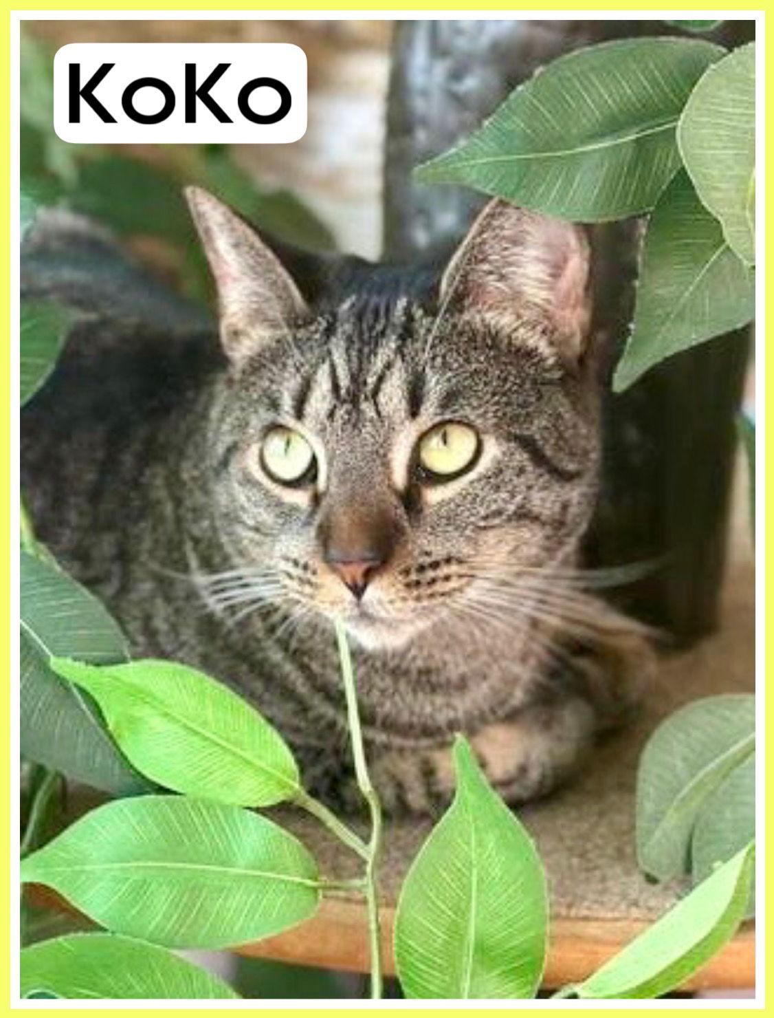 Enlarge Koko, Willow Grove Area, (FCID 03/31/2025-401), a Adoptable Tabby in Willow Grove, PA image 1/3