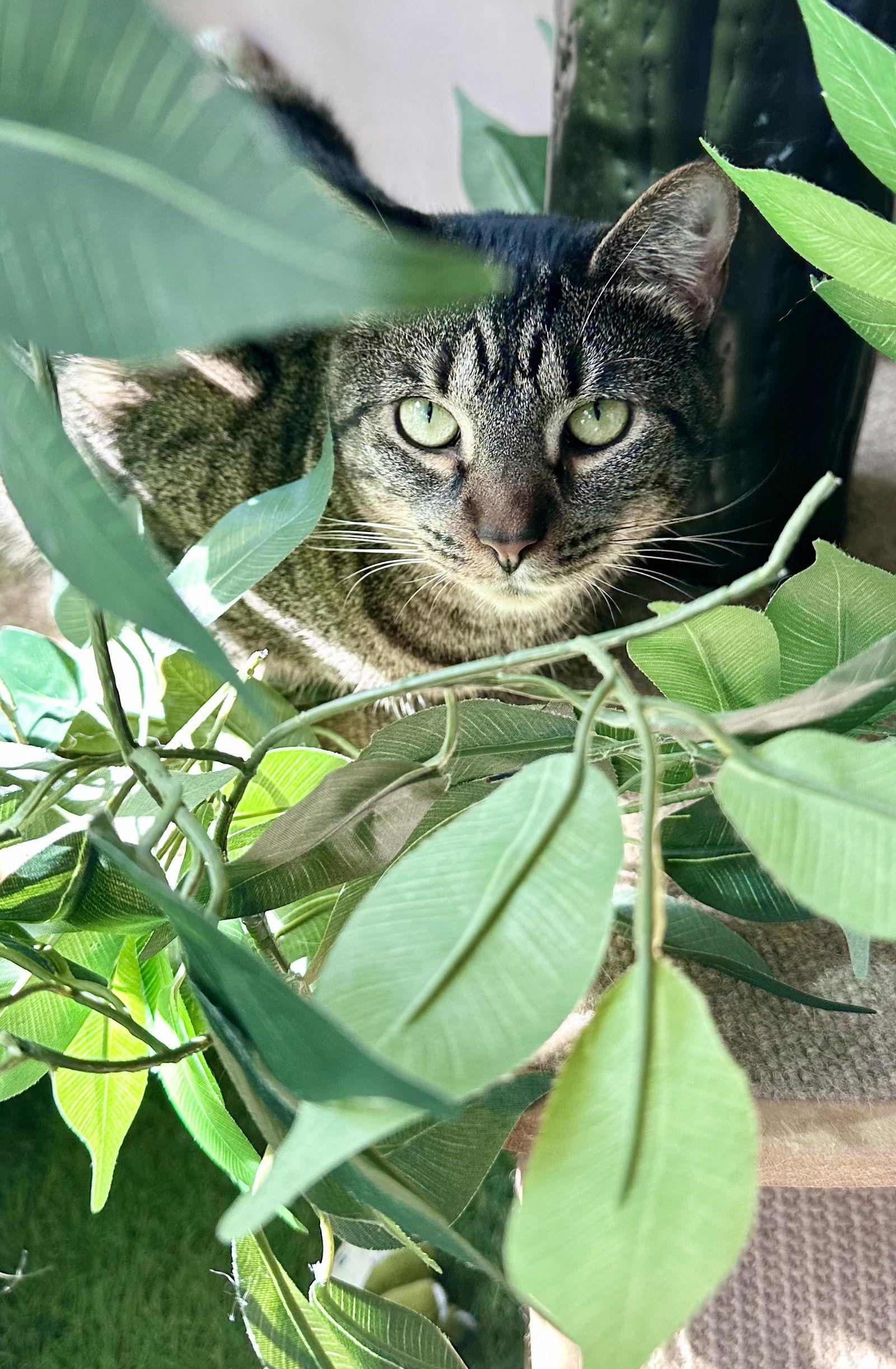 Enlarge Koko, Willow Grove Area, (FCID 03/31/2025-401), a Adoptable Tabby in Willow Grove, PA image 2/3
