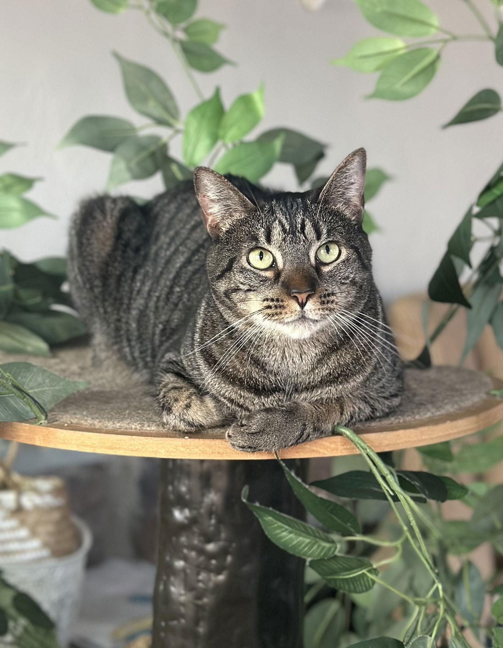 Enlarge Koko, Willow Grove Area, (FCID 03/31/2025-401), a Adoptable Tabby in Willow Grove, PA image 3/3