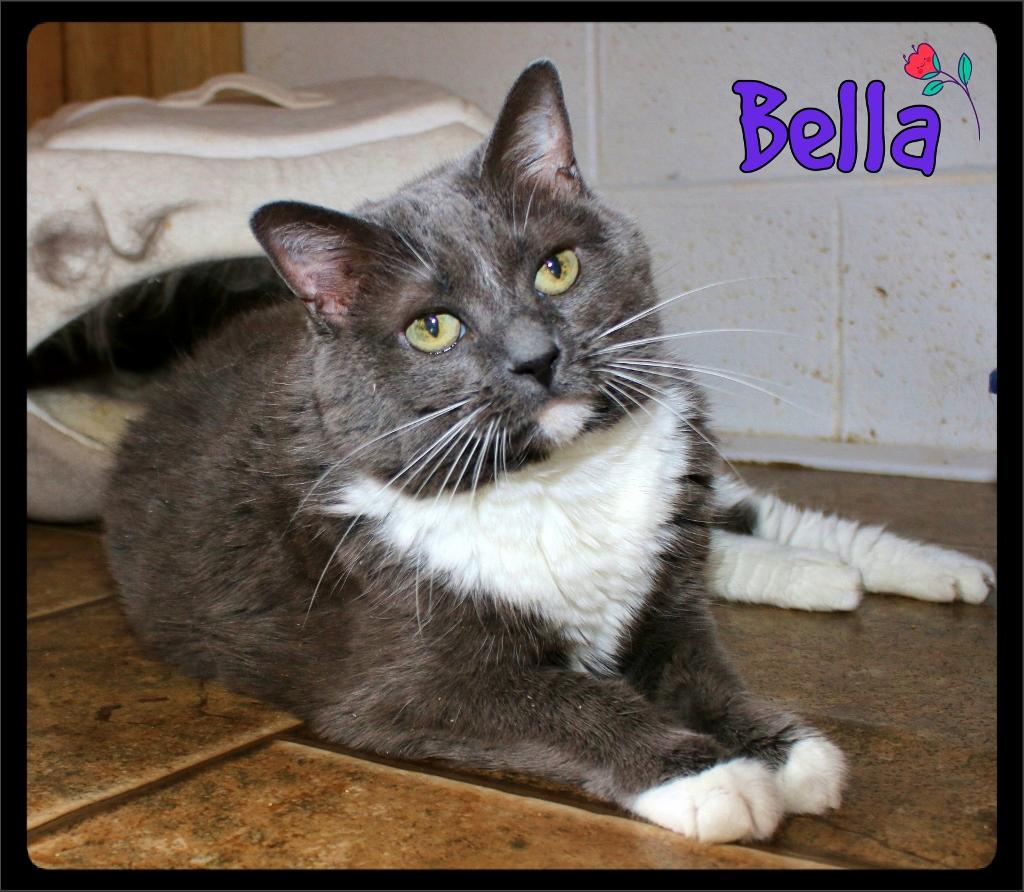 Bella, ADOPTABLE, Senior Female Domestic Short Hair.
