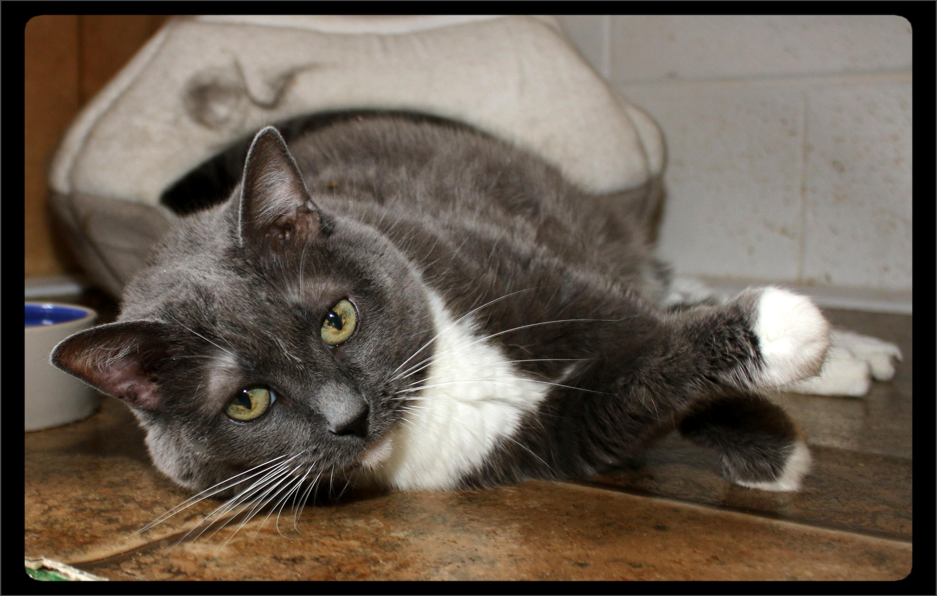 Enlarge Bella, a ADOPTABLE Domestic Short Hair in Shippenville, PA image 2/3