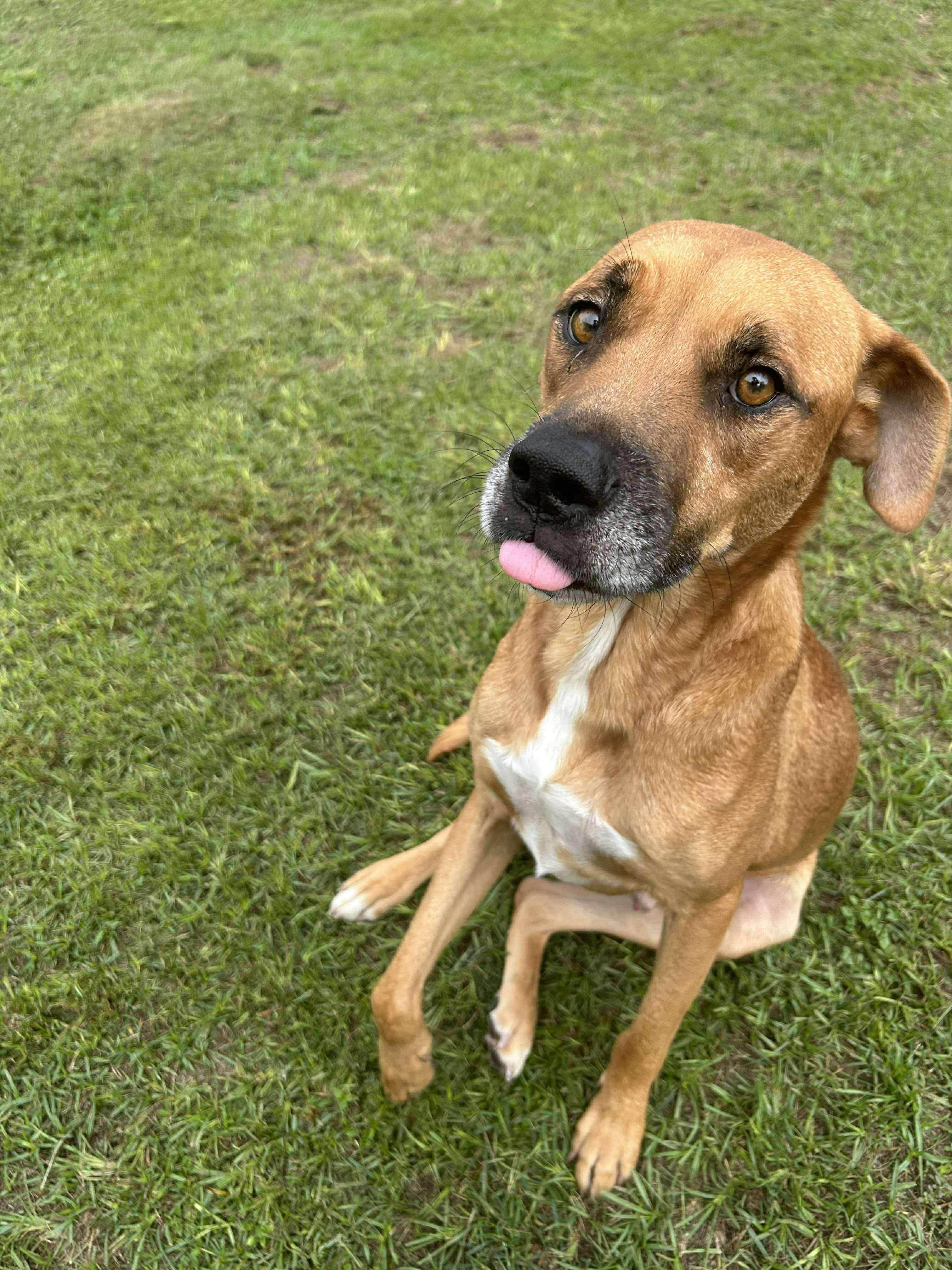 Enlarge Juice, a Adoptable mixed breed in Kennewick , WA image 3/6