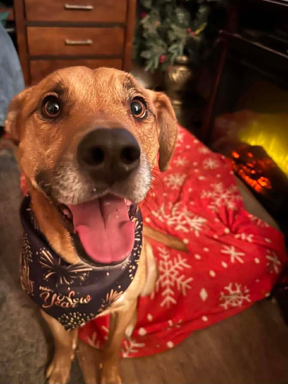 Enlarge Juice, a Adoptable mixed breed in Kennewick , WA image 1/6